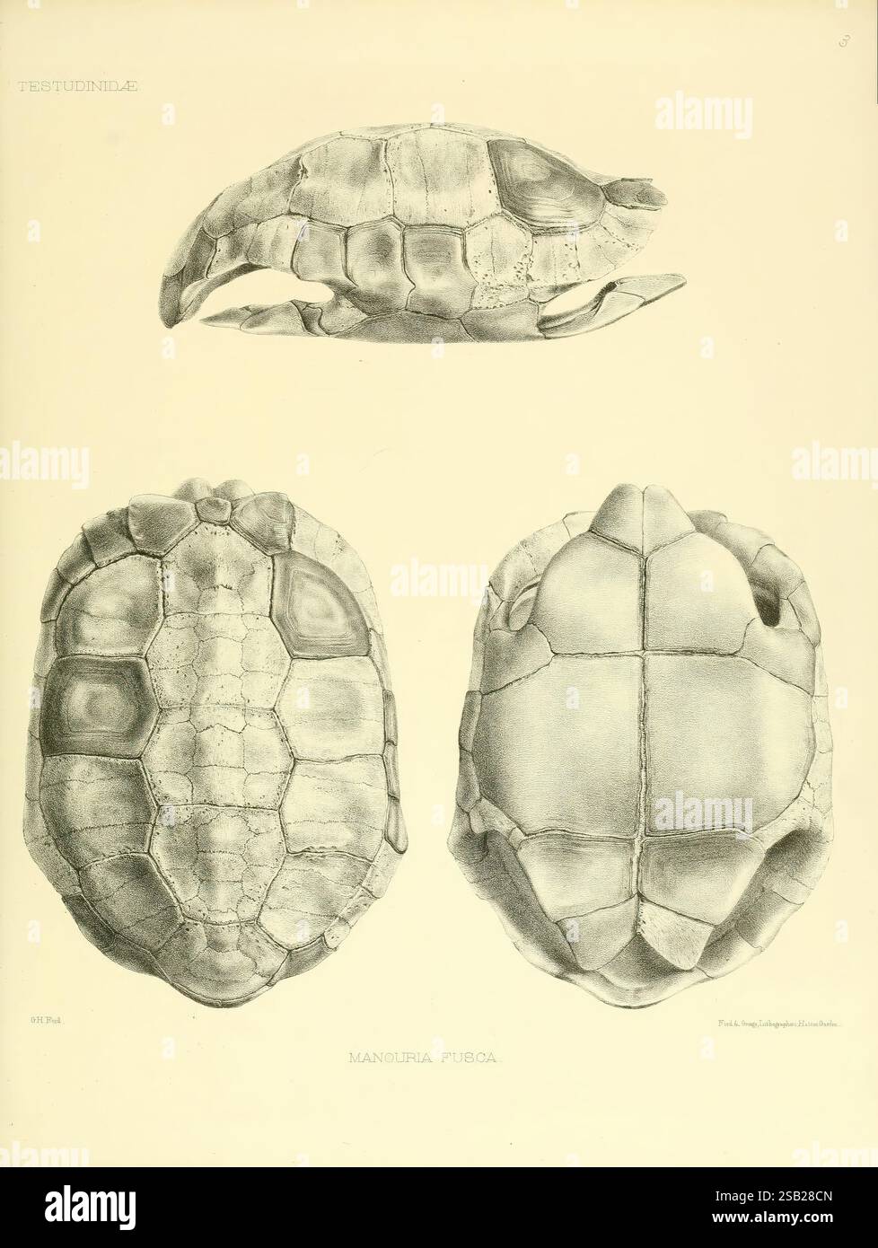 Katalog der Schildreptilien in der Sammlung des British Museum, London, 1855-1872, England, London, Schildkröten, Reptilien, Krokodile, Testudiniden, Amphisbaenie, diese Illustration zeigt eine detaillierte Untersuchung einer Schildkröte und zeigt drei unterschiedliche Ansichten: eine Ansicht von oben nach unten mit dem gemusterten Schalenmuster, ein Seitenprofil, das die stromlinienförmige Form der Schildkröte betont, und eine Ansicht von unten, die die einzigartige Anordnung des Plastrons offenbart. Die komplizierten Entwürfe auf der Schale und die anatomischen Merkmale werden akribisch gerendert, was die unterschiedlichen Attribute der Schildkröte veranschaulicht. Jede V Stockfoto