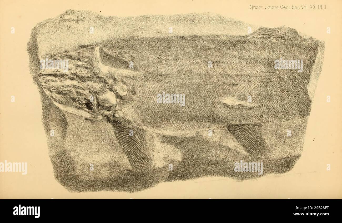 The Quarterly Journal of the Geological Society of London, v. 20 (1864). London, Geologie, Zeitschriften, die Illustration zeigt eine strukturierte und geschichtete Oberfläche, die einer natürlichen Felsformation ähnelt. Er weist komplizierte Details auf, die auf verschiedene mineralogische Eigenschaften hinweisen, wobei Bereiche mit Glätte gegenüber raueren und zerklüfteten Teilen stehen. Die Darstellung hebt die Komplexität geologischer Formationen hervor und zeigt sowohl grobe als auch feine Merkmale, die zur Gesamtstruktur beitragen. Die Schattierung und die Linien erhöhen die Tiefe und betonen die Dreidimensionalität der Fläche und der inv Stockfoto