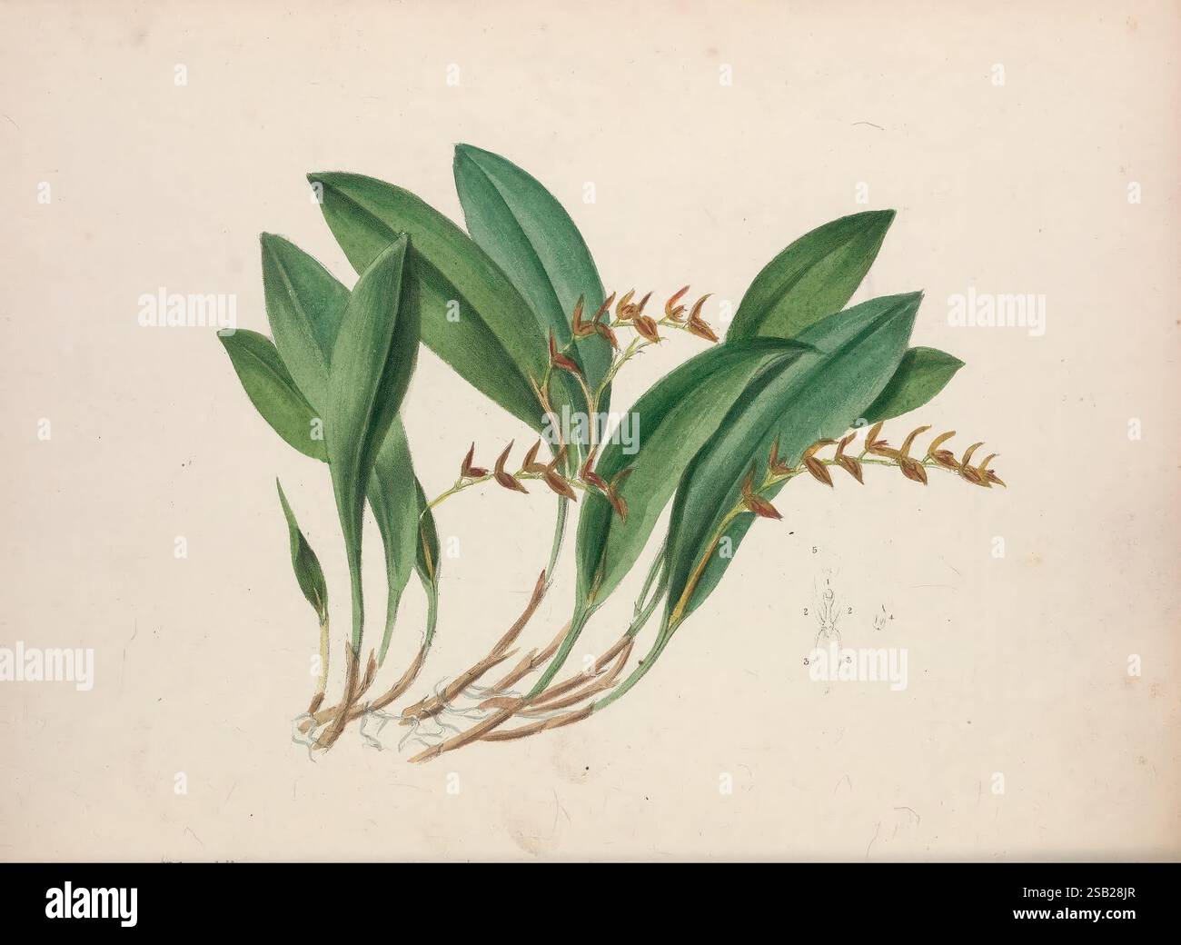 Die, Blumen, Kabinett Und, Magazin, Of, Exotic, Botanik, London, William, Smith, 1837-1840, Botanik, Illustration, Botanik, Gartenarbeit, Großbritannien, Pflanze, Einführung, Pflanzen, Zierpflanzen, Blumen, Stämme, Blätter, ein zartes Arrangement aus länglichen grünen Blättern, die ihre reichhaltige Textur und subtile Farbvariationen zeigen. Zwischen den Blättern befinden sich schlanke Spitzen, die mit kleinen, komplizierten Blüten verziert sind, die eine warme Palette rötlich-brauner Farbtöne zeigen. Die Komposition fängt die natürliche Eleganz der Pflanze ein und hebt sowohl ihr Laub als auch ihre floralen Merkmale vor einem schlichten Hintergrund hervor Stockfoto