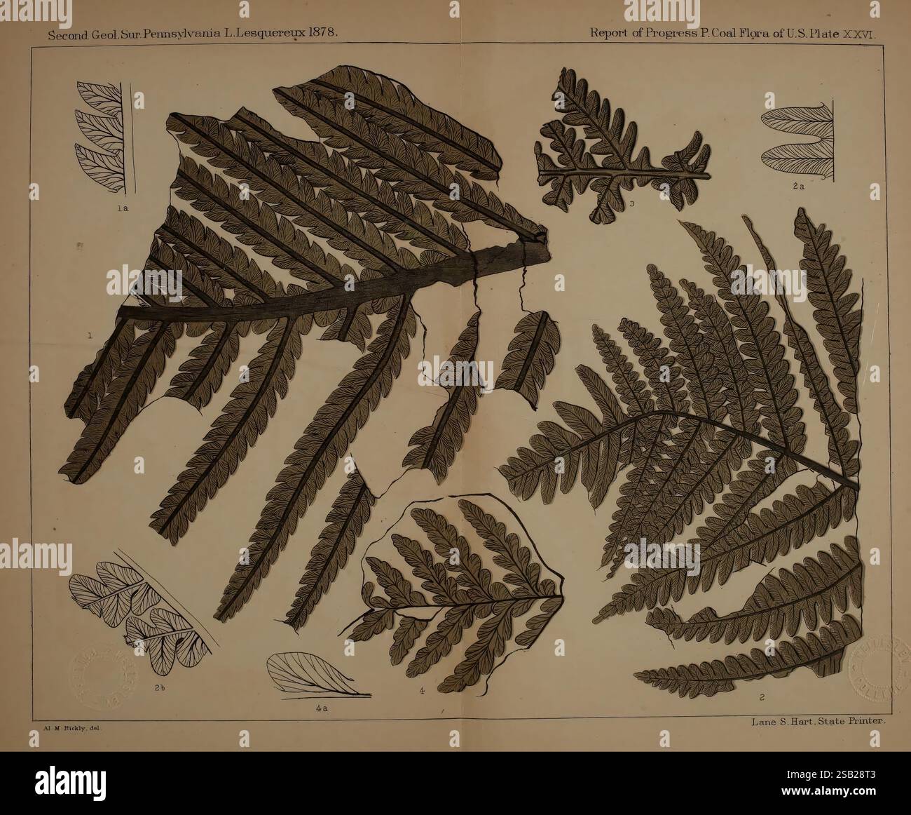 Beschreibung der Kohleflora der Karbonformation in Pennsylvania und in den Vereinigten Staaten, Harrisburg, Board of Commissioners for the Second Geological Survey, 1879-84, Plants, Pennsylvania, Botanik, Fossilien, Karbon, Paläobotanik, fossile Geschichten, diese Illustration zeigt eine detaillierte botanische Studie, die verschiedene Arten von Farnen zeigt. Die Zusammensetzung enthält mehrere Farnblätter, die jeweils mit Buchstaben und Zahlen zur Identifizierung gekennzeichnet sind. Die komplizierten Strukturen der Fronds werden hervorgehoben und zeigen ihre einzigartigen Formen und Muster. Der Hintergrund ist ein stummgeschalteter Ton, A Stockfoto