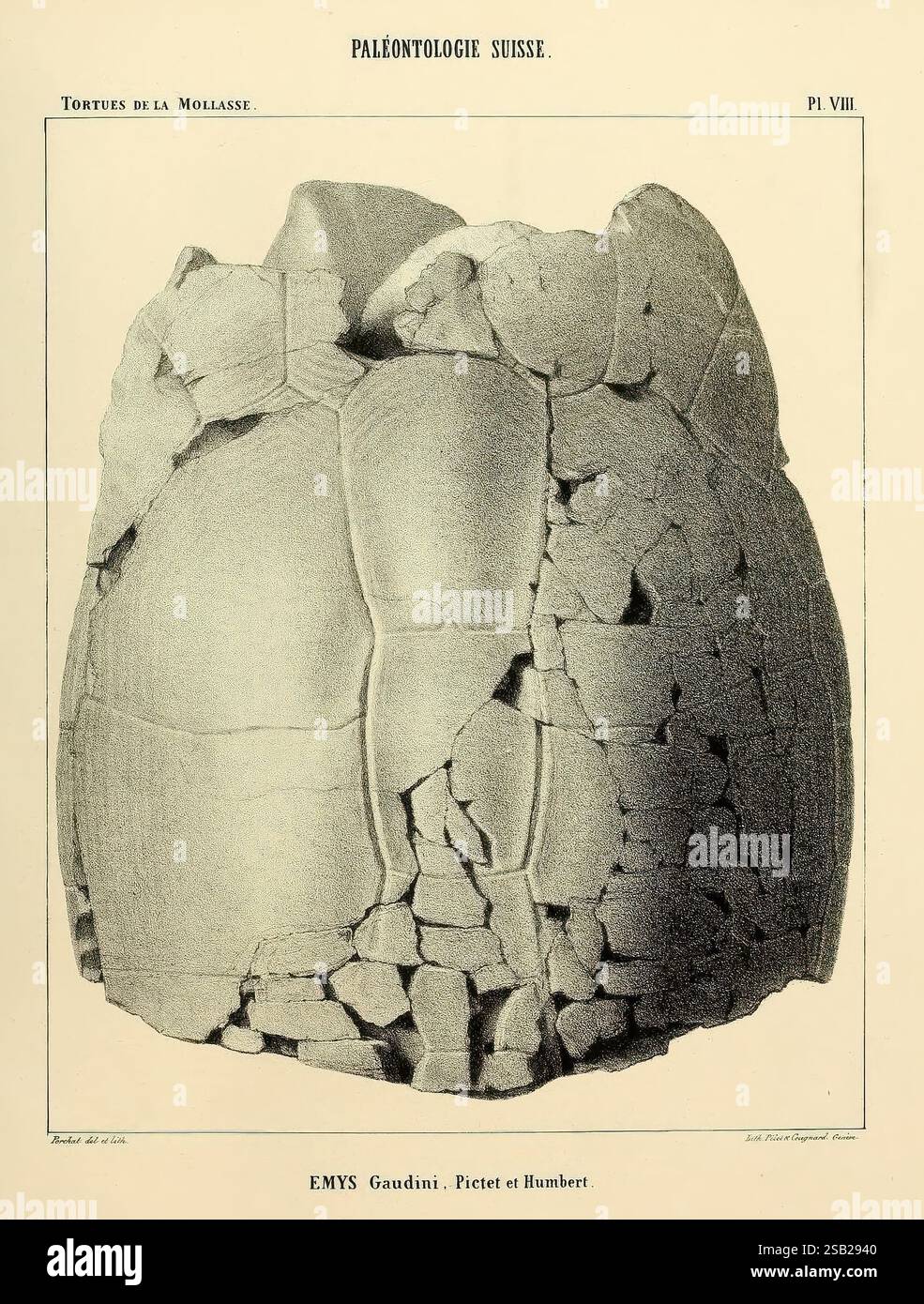 Matériaux pour la paléontologie suisse, ou, Recueil de monographies sur les fossiles du Jura et des Alpes, Genève, H. Georg, 1854-1873, Kreidezeit, Echinodermata, Eozän, Fossilien, Paläontologie, Schweiz, Museum of Comparative Zoology, Eine detaillierte Illustration der Schildkröte aus der geologischen Zeit, bekannt als Mollasse. Die auffällige Anatomie hebt die komplexen Texturen und Muster der Schale hervor und betont die segmentierte Struktur. Risse und Unregelmäßigkeiten deuten auf den natürlichen Verschleiß hin, der im Laufe der Zeit auftritt, und geben einen Einblick in den Fossilisierungsprozess. Stockfoto