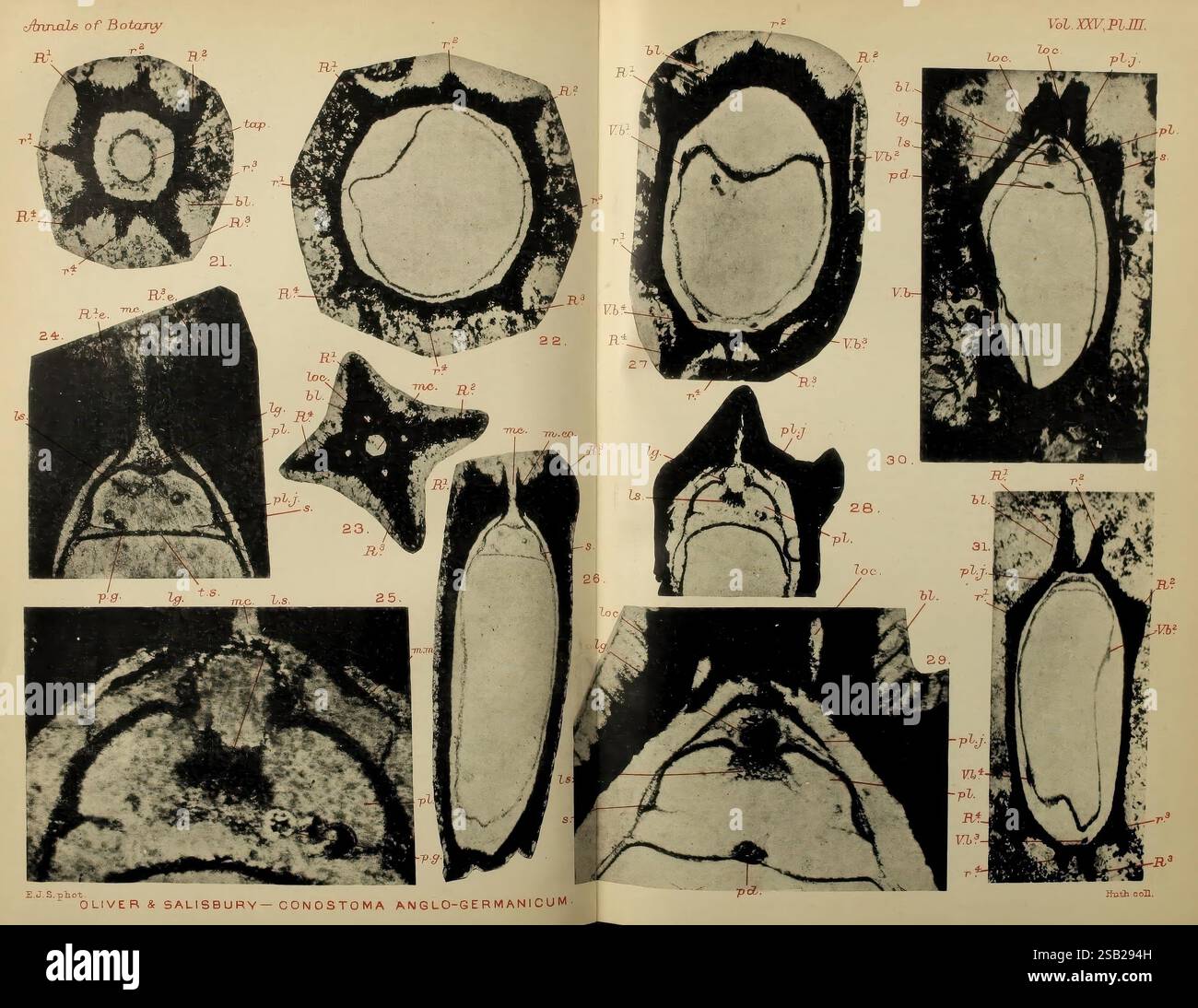 Annalen der Botanik, London, Botanik, Zeitschriften, Pflanzen, eine Sammlung wissenschaftlicher Illustrationen, die Querschnittsansichten verschiedener Pflanzenstrukturen zeigen, insbesondere die Anatomie verschiedener Arten. Jede Abbildung wird von Beschriftungen begleitet, die wichtige Merkmale wie Gefäßbündel, Pith und Cortex kennzeichnen. Die sorgfältige Detaillierung unterstreicht die Vielfalt der Pflanzenmorphologie mit unterschiedlichen Formen und Größen. Das Layout ist strukturiert und systematisch, was einen einfachen Vergleich und eine einfache Untersuchung der verschiedenen Proben ermöglicht, die zum Verständnis des Pflanzenbiolos beitragen Stockfoto