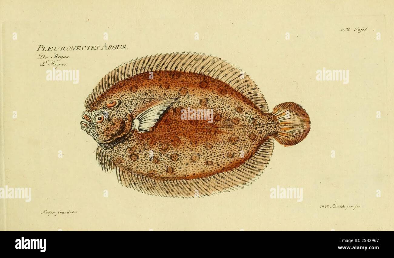 Ichthyologie ou Histoire naturelle des Poissons, Berlin, Chez l'auteur, 1796 Fische, Bothus lunatus, diese Abbildung zeigt eine detaillierte Darstellung der Pleurnoctes Argus, einer Plattfischart. Der Fisch wird mit seiner unverwechselbaren ovalen Form, seinem breiten Körper und einem einzigartigen Muster von Flecken in verschiedenen Farbtönen dargestellt. Die Finnen sind elegant verteilt und zeigen die zarte Struktur, die sie besitzen. Die Illustration wird von ihrem wissenschaftlichen Namen und anderen Anmerkungen begleitet, was zu einem pädagogischen Kontext beiträgt, der die Merkmale und Klassifizierung der Fische hervorhebt. Die Gesamtkomposition emphasi Stockfoto