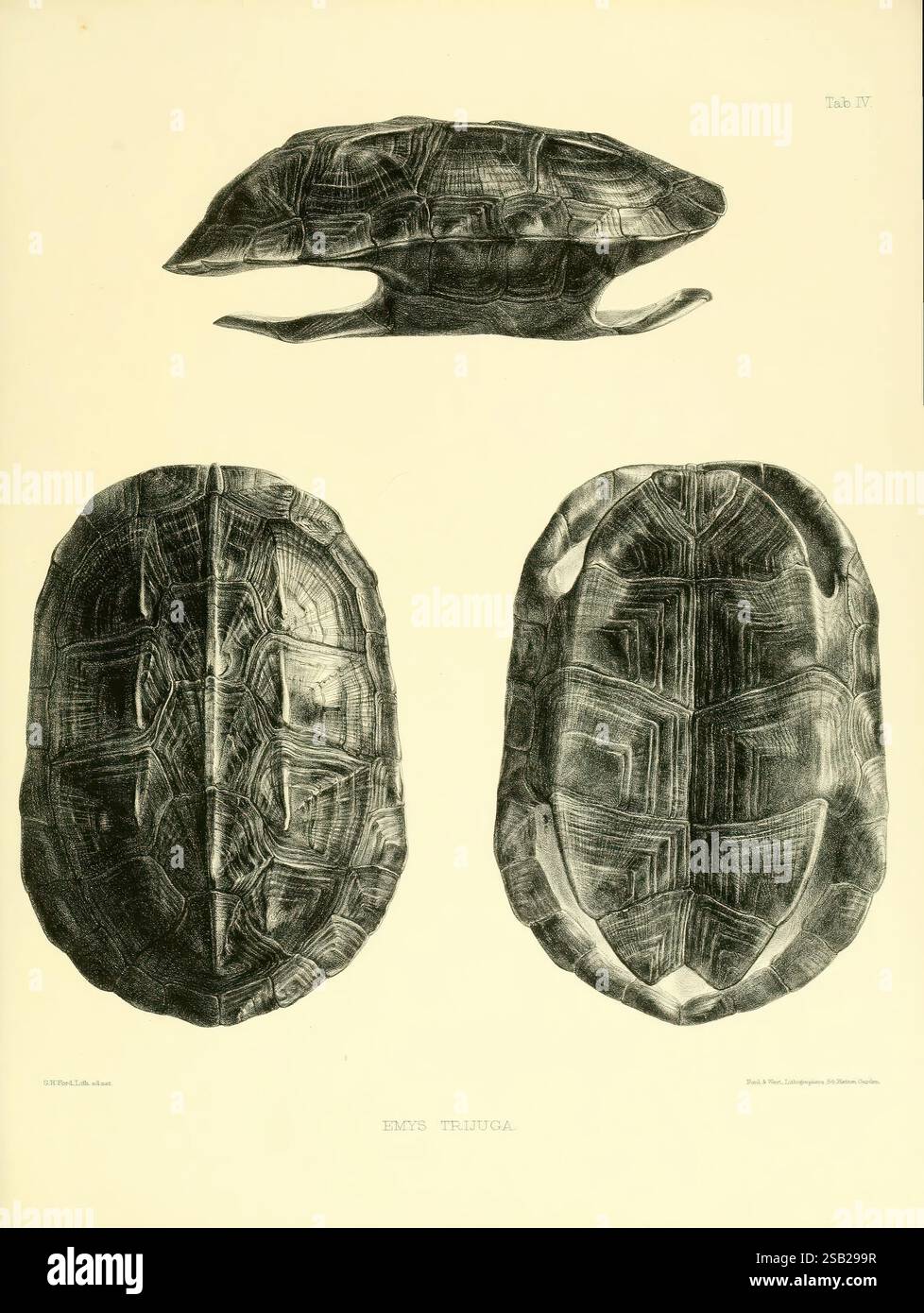 Katalog der Schildreptilien in der Sammlung des British Museum, London, 1855-1872, England, London, Schildkröten, Reptilien, Krokodile, Testudinidae, Amphisbaenia, die Abbildung zeigt eine detaillierte Untersuchung einer Schildkrötenart, insbesondere der Emys Trijuga. Sie bietet drei Ansichten der Schildkröte: Eine dorsale Ansicht, die die komplizierten Muster ihrer Schale hervorhebt, eine ventrale Ansicht, die ihre Unterschale darstellt, und eine seitliche Ansicht, die Einblick in ihre Gesamtform und Merkmale bietet. Die Textur und das Design der Schale sind akribisch dargestellt und zeigen das Uniqu Stockfoto