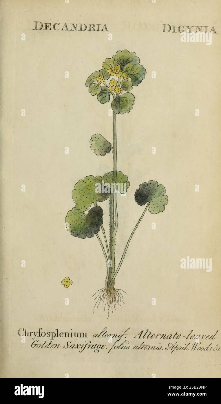 Flora, Britannica, Indigena, Bath, 1778, Botanik, Großbritannien, illustrierte Werke, Bildwerke, Eine botanische Illustration von Chrysosplenium alternifolium, allgemein bekannt als Golden Saxfrage. Die Pflanze ist mit einem hohen Stamm dargestellt, der mehrere runde, gezackte Blätter abwechselnd trägt. Oben sind kleine gelbe Blüten zu sehen, die der Komposition einen zarten Touch verleihen. Unterhalb der Abbildung zeigen die Klassifizierungsbezeichnungen ihren Platz in der Hierarchie der Pflanzentaxonomie als Decandria und Digynia an. Die Gesamtpräsentation kombiniert detaillierte botanische Genauigkeit mit einem Stockfoto
