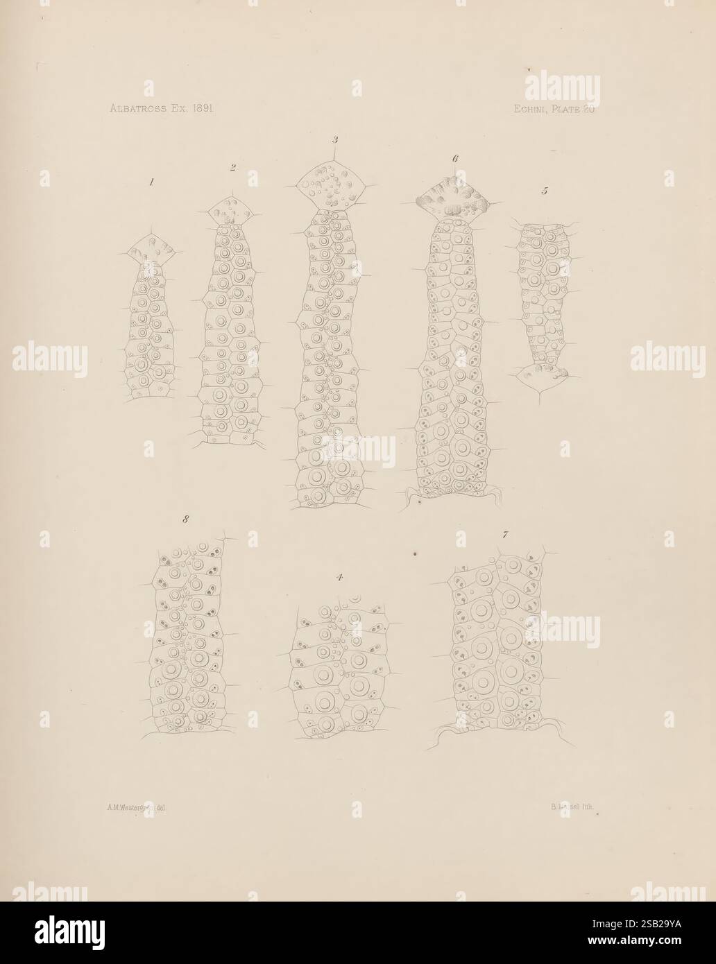 Memoirs of the Museum of Comparative Zoology, am Harvard College, Cambridge, Mass, Cambridge [Mass.] das Museum, 1876-1940, Zoologie, Museum für Vergleichende Zoologie, Seeigel, Echini, die Darstellung zeigt eine Reihe detaillierter Illustrationen anatomischer Strukturen, die wahrscheinlich Segmente eines Wurms oder ähnlichen Organismus darstellen. Jedes Fenster zeigt unterschiedliche morphologische Merkmale, einschließlich symmetrischer Muster und kreisförmiger Formationen, die biologischen Strukturen wie Segmenten oder Körperteilen entsprechen können. Die Etiketten und die Nummerierung deuten auf eine wissenschaftliche Klassifizierung hin, was darauf hindeutet, dass sie unterschiedlich sind Stockfoto