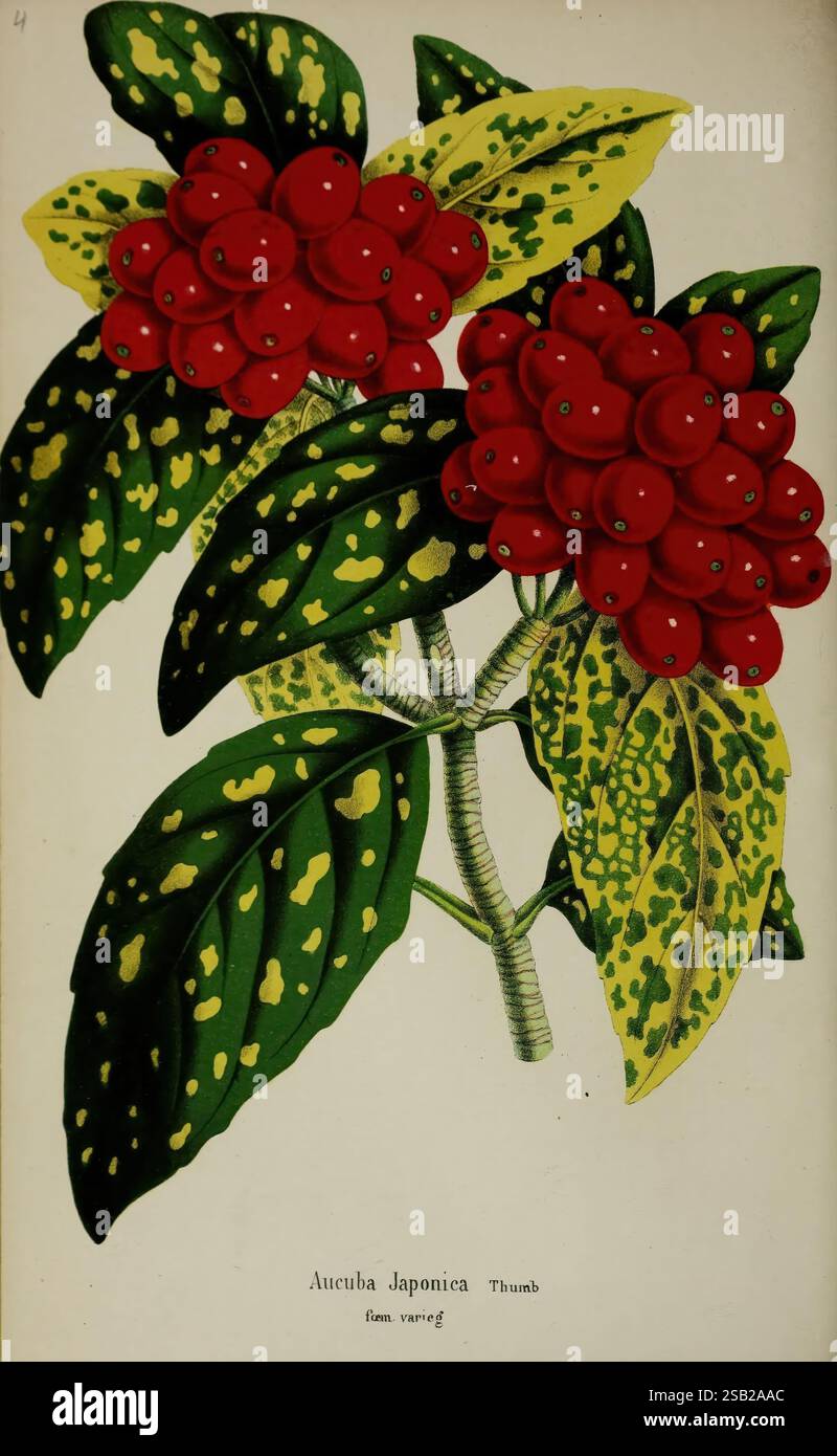 Aucuba Japonica, auch bekannt als japanischer Lorbeer, wird mit leuchtend roten Beerensträuben dargestellt, die von glänzenden, vielfarbigen Blättern mit auffälligen gelben Flecken ergänzt werden. Die satte Farbe der Beeren hebt sich von dem üppigen, grünen Laub ab und unterstreicht die dekorativen Eigenschaften der Pflanze. Diese Illustration zeigt die einzigartigen Eigenschaften der Aucuba Japonica und zeigt sowohl ihre ästhetische Anziehungskraft als auch ihre botanischen Merkmale, einschließlich des Blattmusters und der Beerenbildung. Stockfoto