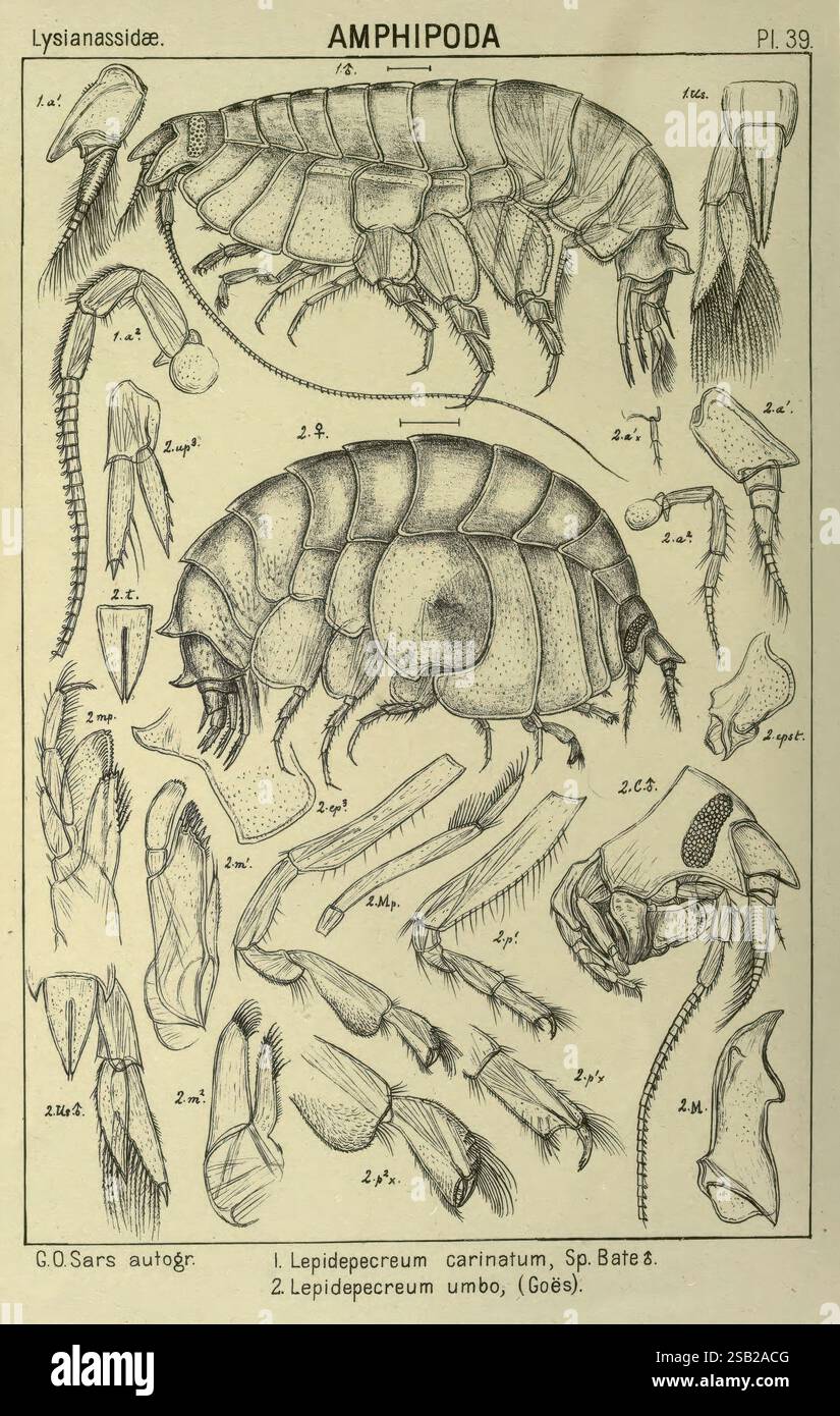 Ein Bericht über die Krustacea von Norwegen. v.1 Amphipoda (Platten) Christiania, A. Cammermeyer, 1895-1928. Norwegen, Crustacea, die Abbildung zeigt mehrere detaillierte Darstellungen von Amphipoden aus der Familie Lysianassidae. Es zeigt mehrere Proben und hebt verschiedene anatomische Merkmale hervor, einschließlich ihrer segmentierten Körper, Antennen und Gliedmaßen. Es sind verschiedene Etiketten vorhanden, die bestimmte Teile der Organismen, wie den Panzer und die Anhängsel, kennzeichnen. Die Anordnung umfasst sowohl seitliche als auch dorsale Ansichten, die einen umfassenden Blick auf diese Krebstiere bieten. Die feinen Linien und die komplizierte Deta Stockfoto