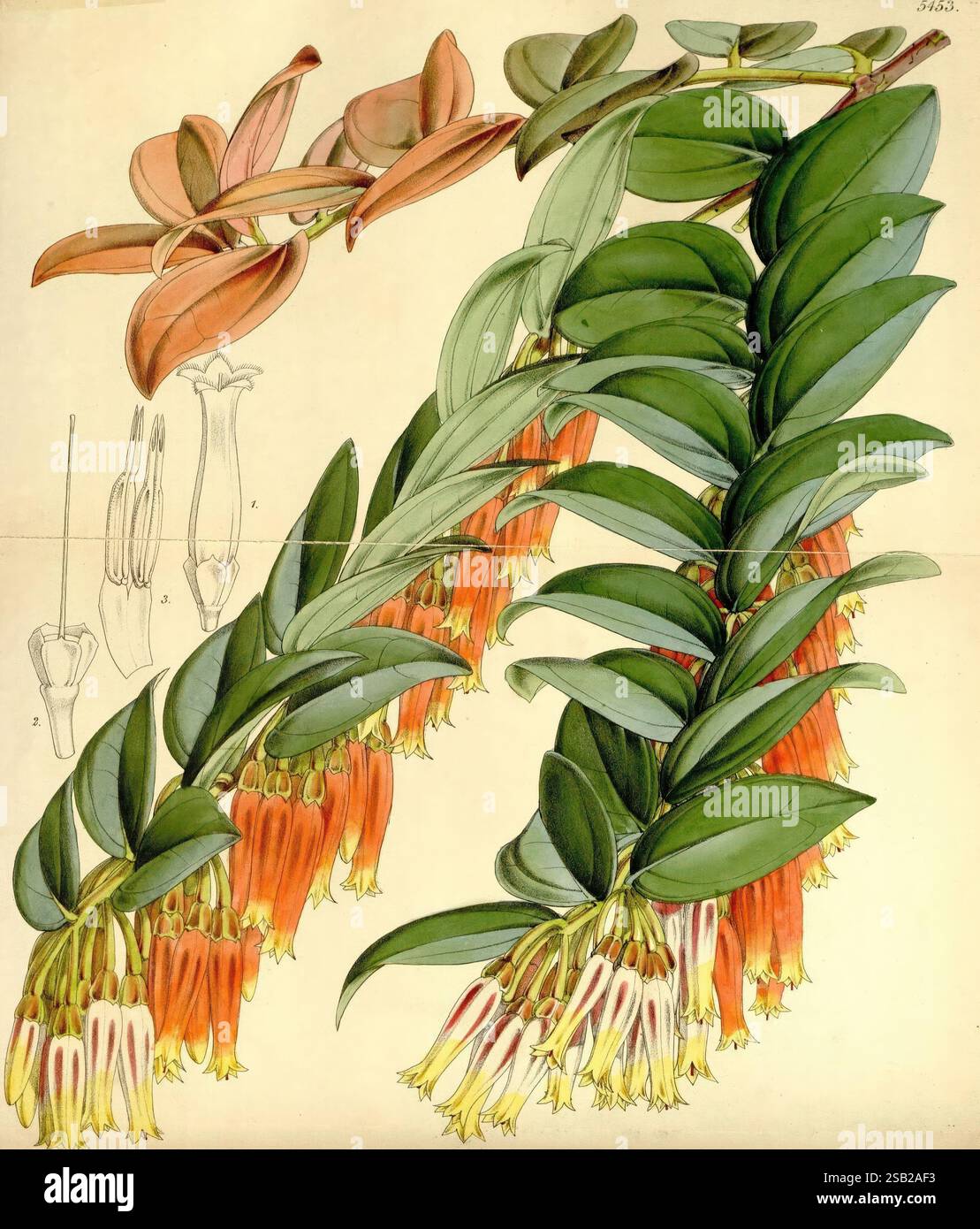 Curtis's Botanical Magazine London New York usw. Botanik-Zeitschriften Bildwerke Curtis, Eine botanische Illustration, die eine lebhafte Gruppe röhrenförmiger Blüten in Orange- und Gelbtönen zeigt, begleitet von üppigen grünen Blättern. Die Blumen sind in einer kaskadierenden Anordnung dargestellt, die ihre längliche, glockenförmige Struktur mit weißen Spitzen zeigt. An der Seite befinden sich detaillierte Skizzen der Blütenanatomie, die die komplizierten Merkmale der Blütenblätter und Stämme hervorheben. Die Gesamtkomposition unterstreicht die Schönheit und Komplexität der Pflanze und veranschaulicht sowohl ihr Laub als auch ihre floralen Bestandteile Stockfoto