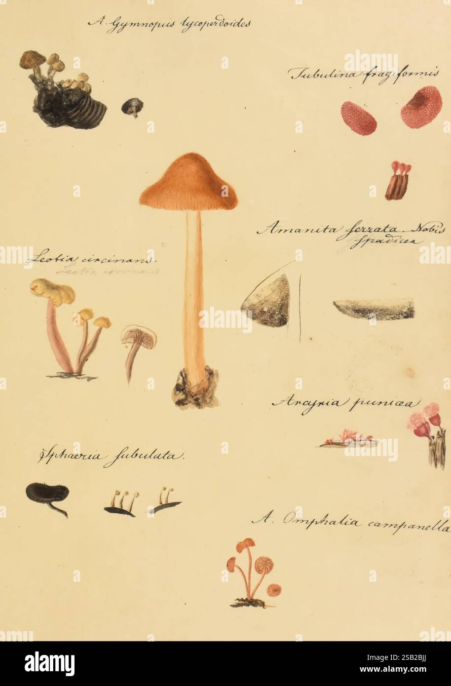 Icones fungorum Niskiensium, [vor 1805], Pilze, Deutschland, Identifizierung, Niesky, Botanik, Pilze, Lewis David de Schweinitz, das Kunstwerk präsentiert eine detaillierte Untersuchung verschiedener Pilzarten, die ihre einzigartigen Eigenschaften und Formen zeigen. Gezeigt werden Abbildungen von mehreren Pilzen, darunter: - **Eine Gymnopilus-Art** oben links, die ihre Kappe und Kiemen hervorhebt. - **Tubaria furfuracea**, gekennzeichnet durch seine besondere Form und Textur. - **Lactarius deliciosus**, das seine bekannten Eigenschaften und seine lebendigen Farben veranschaulicht. - **Amanita muscaria**, bekannt für seine ikonische Erscheinung Stockfoto