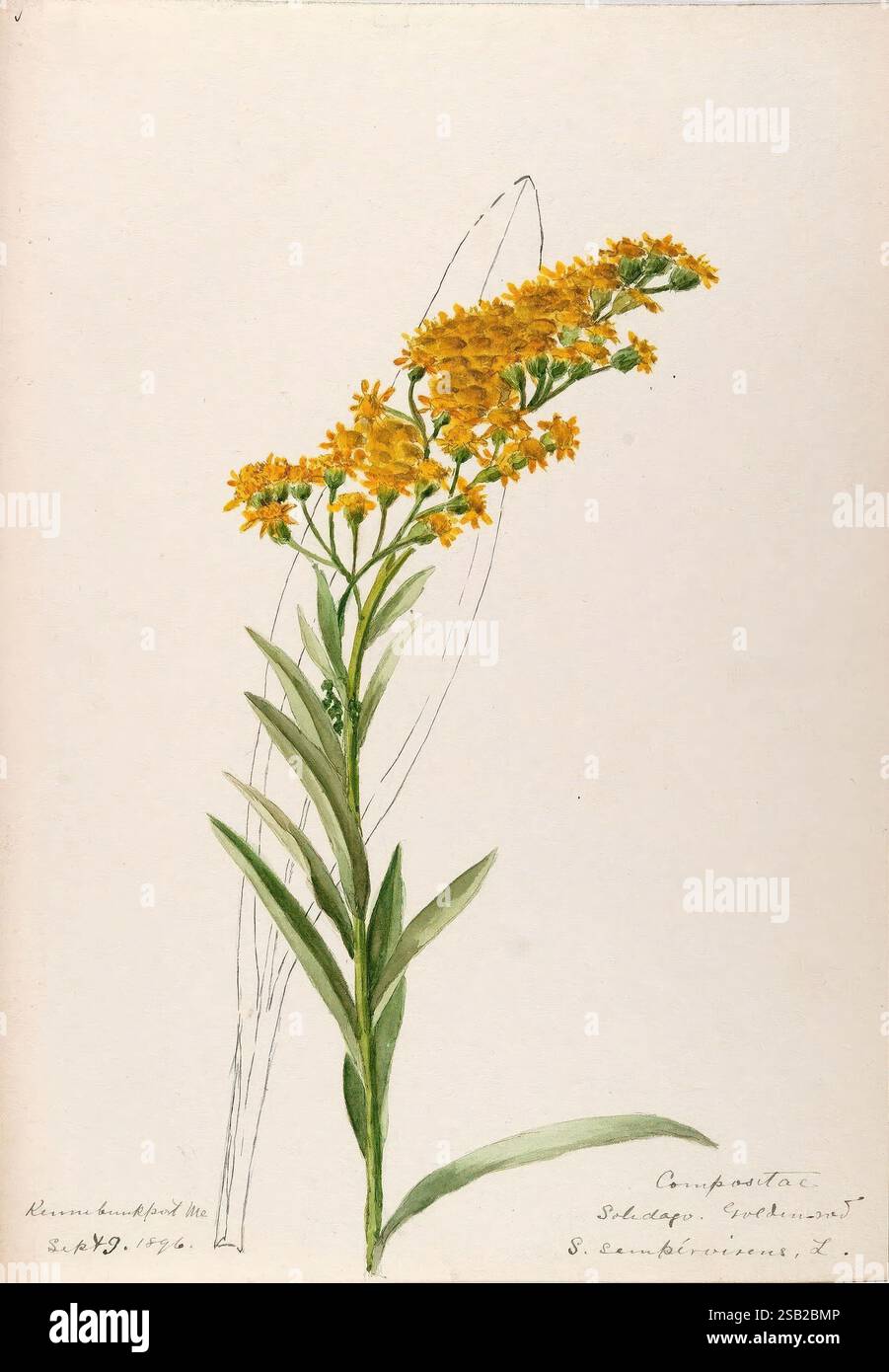 Aquarellskizzen von Pflanzen Nordamerikas und Europas, die Illustration zeigt eine lebhafte Ansammlung goldgelber Blumen, die jedes Blütenblatt zart geformt und von einem zentralen Stamm ausstrahlt. Die Blätter sind lang und breit und zeigen einen satten grünen Farbton, der einen schönen Kontrast zu den hellen Blüten bildet. Die Blumenanordnung zeichnet sich durch ihr vertikales Wachstumsmuster aus, bei dem die Blüten oben dicht gepackt sind und sich allmählich ausbreiten. Helle Skizzen umreißen zusätzliche Details und verbessern die botanische Darstellung. Der Text, der dem Kunstwerk beiliegt, enthält den wissenschaftlichen Klassiker Stockfoto