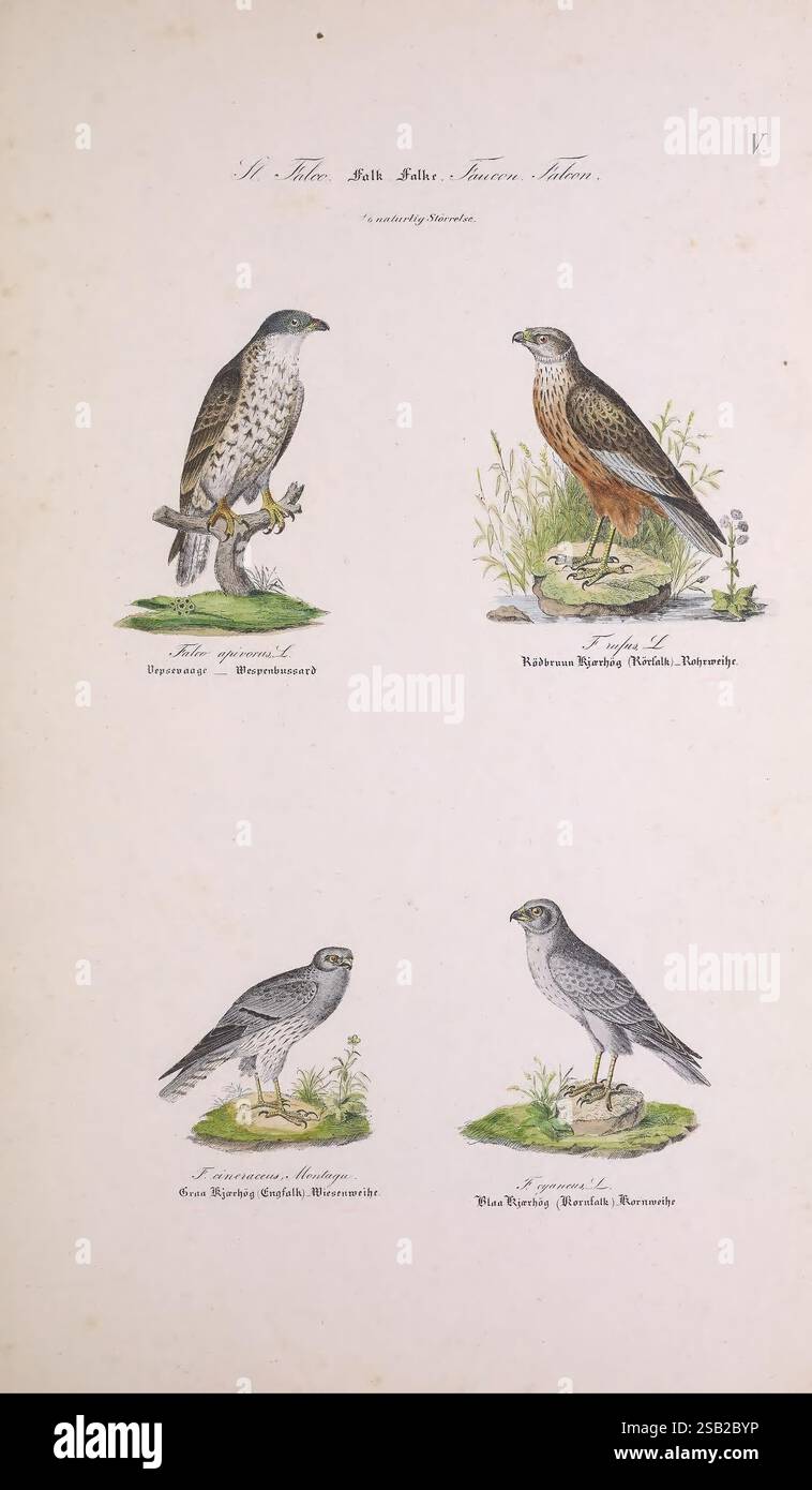 rohrweihe-zirkus-pygargus-zirkus-cyaneus-pernis-apiv-fotos-und