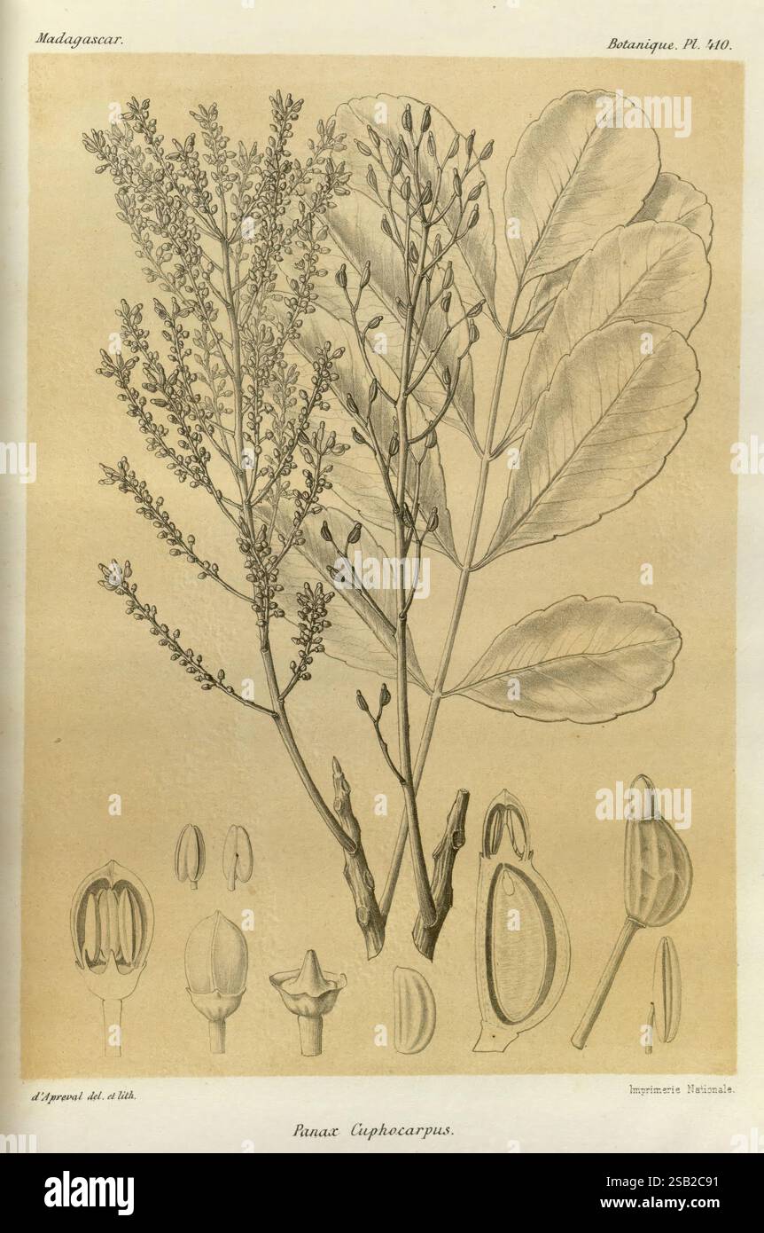 Histoire physique, naturelle, et politique de Madagascar Paris, impr. nationale, 1885-, Beschreibung und Reise, Schmetterlinge, Madagaskar, die Abbildung zeigt die botanischen Details der Gattung Anax, insbesondere Anax Cuphecarpus, der in Madagaskar beheimatet ist. Es zeigt zarte Äste mit kleinen Blüten, zusammen mit der Blattstruktur, die komplexe Adern und Formen zeigt. Unten sind verschiedene Stufen der Obst- und Blumenanatomie dargestellt, einschließlich der Sepalen und Kapseln, die jeweils gekennzeichnet sind, um ihre einzigartigen Formen hervorzuheben. Die Gesamtkomposition betont den Stockfoto