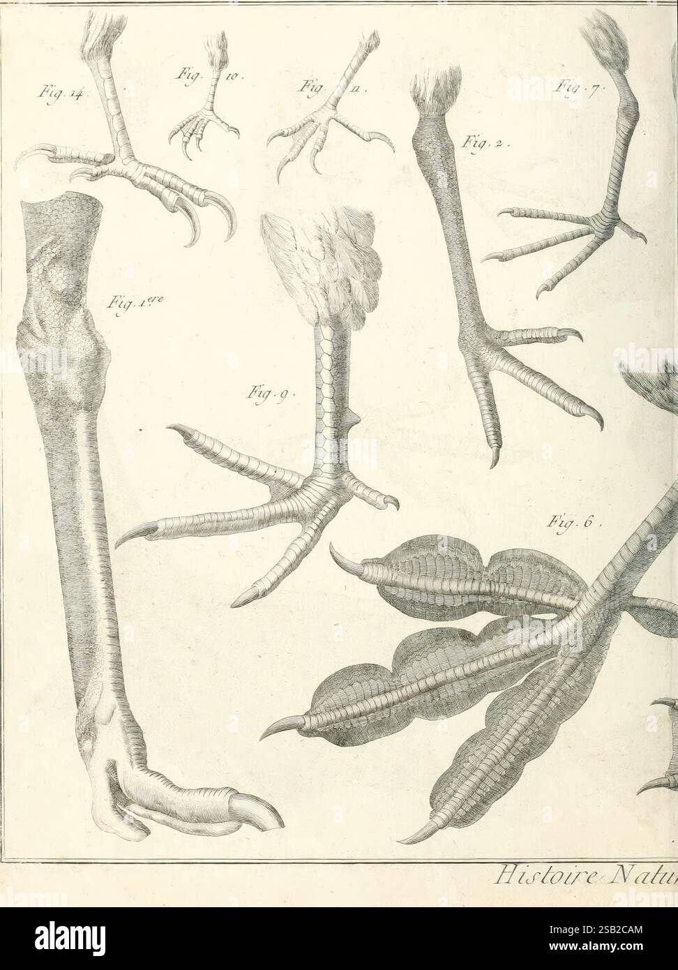 Tableau, encyclopédique, et, méthodique, des, trois, règnes, de, la, Nature, A, Paris, Chez, Mme, veuve, Agasse, 1823, Vögel, Bilder, Werke, dieses Kunstwerk zeigt detailreiche Illustrationen verschiedener Vogelbeine und -Füße, die verschiedene Anpassungen der Arten zeigen. Jeder Gliedmaßen ist sorgfältig mit Zahlen gekennzeichnet, die anatomische Merkmale wie die Struktur von Zehen, Klauen und Skalen hervorheben. Die Komposition enthält auch Illustrationen von Laub, die einen Kontrast zwischen Vogelanatomie und Pflanzenleben darstellen. Diese Elemente ergeben zusammen eine umfassende Studie über Fo Stockfoto