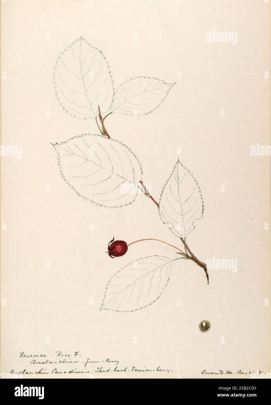 Aquarellskizzen von Pflanzen Nordamerikas und Europas, Eine botanische Illustration mit einer zarten Anordnung von Blättern und einer einzelnen roten Beere. Die Blätter sind mit feinen, komplizierten Details dargestellt, die ihre Adern und Textur zeigen. Die gut platzierte Beere hebt sich vom weichen, hellen Hintergrund ab und zieht mit ihrem lebhaften Farbton die Aufmerksamkeit auf sich. Der handgeschriebene Text am unteren Rand enthält den wissenschaftlichen Namen „Rubus“ und das Datum „27. August 91“, das sowohl die Klassifizierung des Studienteilnehmers als auch den Zeitpunkt der Beobachtung angibt. Dieses Kunstwerk spiegelt eine Mischung aus natürlicher Schönheit und Wissenschaft wider Stockfoto
