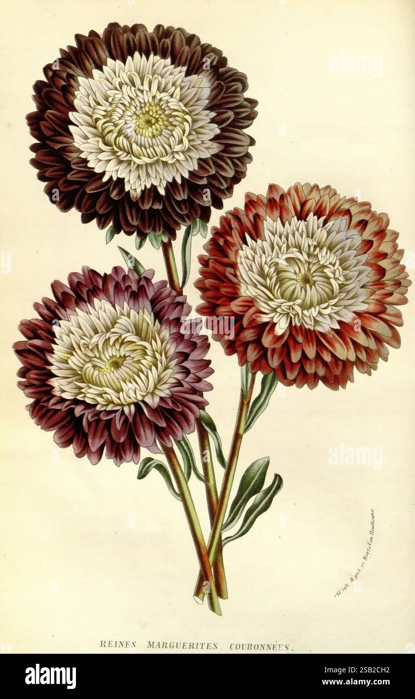 Flore des serres et des jardins de l'Europe A Gand, chez Louis van Houtte, éditeur, 1845-1880, Ein wunderschön angeordnetes Trio von Kronendaises, das lebendige Blüten in einer Mischung aus tiefvioletten, kastanienbraunen und cremeweißen Tönen zeigt. Jede Blüte hat mehrschichtige Blütenblätter, die ein volles, üppiges Aussehen schaffen und die kontrastierenden Farben betonen. Die grünen Stiele und Blätter bilden einen natürlichen Hintergrund und verstärken die visuelle Wirkung der Blütenblätter. Unter den Blumen steht eine elegante Inschrift mit der Aufschrift „reine Marguerites Couronnées“, die auf die majestätische Natur dieser markanten Blumenmuster hinweist. Die Gesamtzusammensetzung Stockfoto
