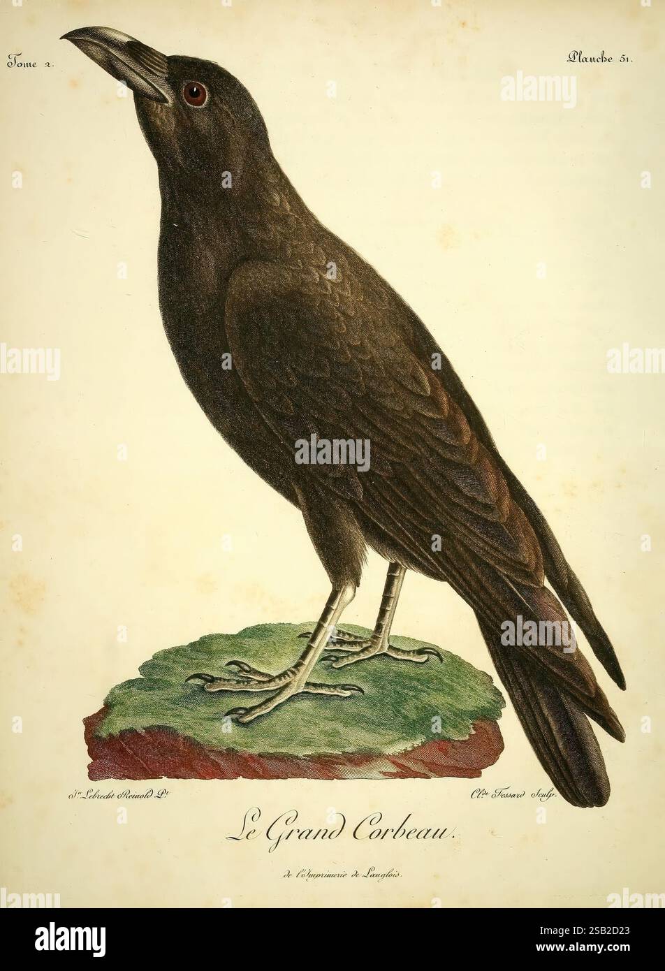 Histoire naturelle des oiseaux d'Afrique, A Paris, Chez J.J. Fuchs, libraire, 1799-1808. afrika, Vögel, corvus corax, diese künstlerische Darstellung zeigt eine große Krähe, die für ihre glänzenden, dunklen Federn und ihren scharfen Ausdruck bekannt ist. Der Vogel steht prominent auf einem moosigen Fleck und betont seine Größe und Anmut. Die detaillierte Abbildung zeigt die Feinheiten des Gefieders der Krähe und die Schärfe ihres Schnabels und vermittelt ein Gefühl der Wachheit. Unterhalb der Krähe ist der Titel „Le Grand Corbeau“ zu sehen, der seinen Namen auf Französisch angibt, während zusätzlicher Text und ein Zierrand die Übera betonen Stockfoto
