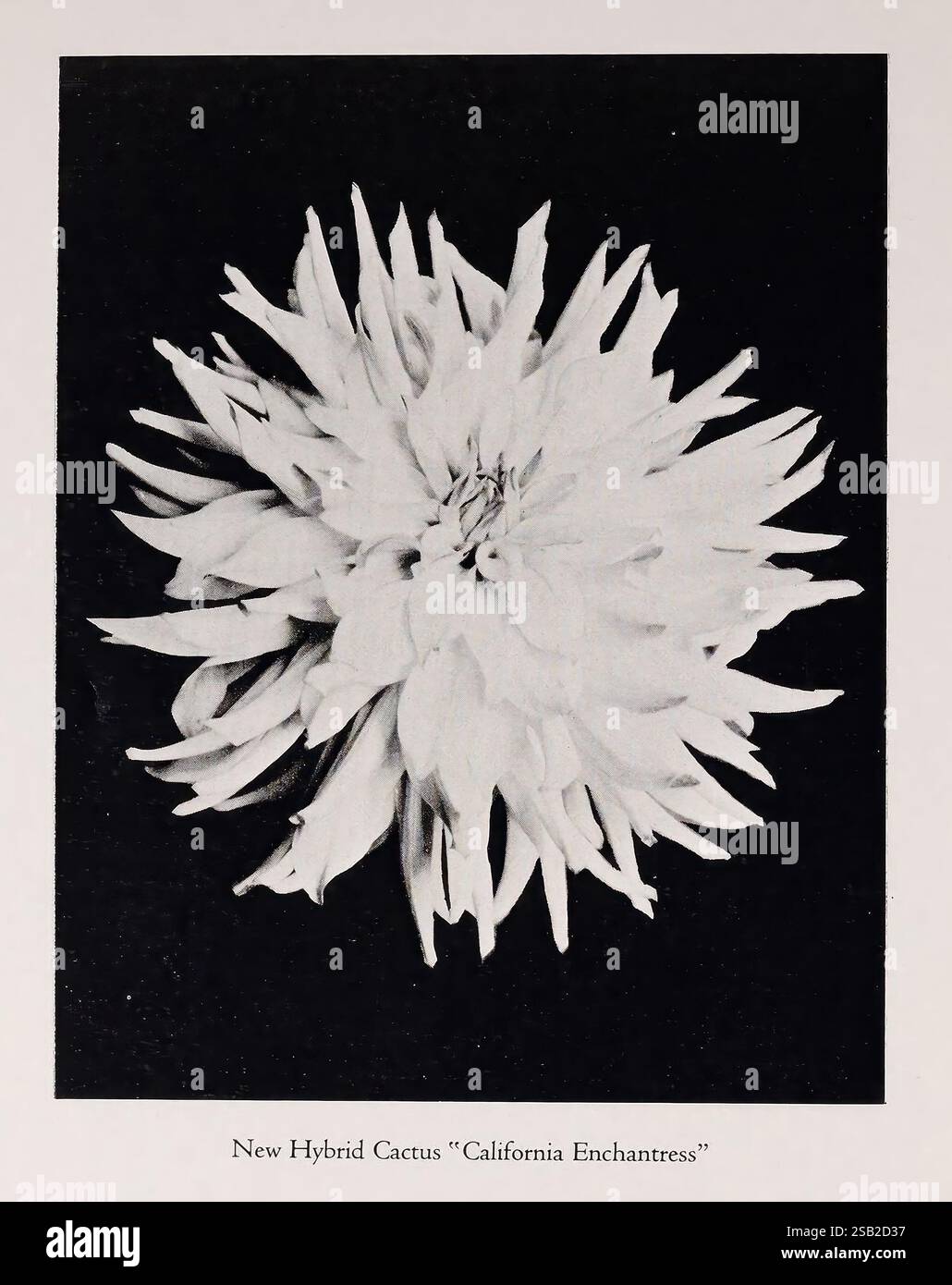 Grand Prix Dahlias, San Mateo, Calif, Bessie Boston Dahlia Farm, Kalifornien, Dahlia, San Mateo, Kataloge, Baumschulen, Gärtnereien, Gärtnereien, Dahlia California Enchantress, Garden Stories, Bessie Boston Dahlia Farm, in Blüte, Ein beeindruckender Blick auf eine Hybrid-Kaktusblume, bekannt als „California Enchantress“. Die Blume zeigt eine faszinierende Reihe von spitzen Blütenblättern, die nach außen strahlen und einen dramatischen Starburst-Effekt erzeugen. Jedes Blütenblatt zeigt zarte Texturen und komplizierte Details, die die visuelle Wirkung insgesamt verbessern. Die Komposition betont die einzigartigen Merkmale der Kaktusblüte und zeigt sie Stockfoto