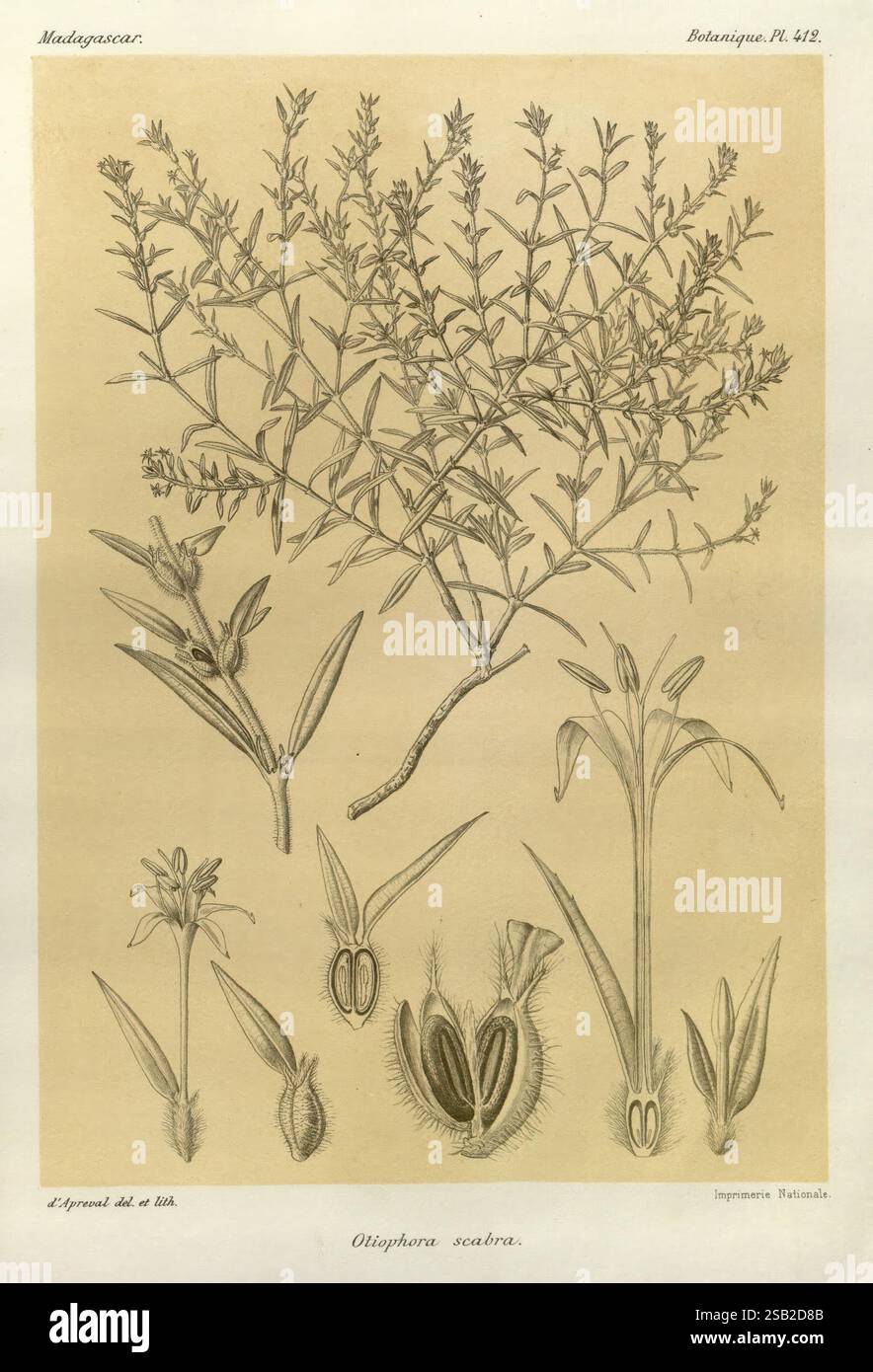 Histoire physique, naturelle, et politique de Madagascar Paris, impr. nationale, 1885 Beschreibung und Reise Lepidoptera Madagaskar Karten Naturgeschichte, die Illustration zeigt verschiedene Stufen und Merkmale der Pflanzenart Otiosiphon Scaber. Gezeigt werden komplizierte Darstellungen der Blätter, Blumen und Samenkapseln der Pflanze mit detaillierten botanischen Elementen. Jede Komponente wird mit besonderer Aufmerksamkeit auf die natürlichen Formen und Strukturen beschriftet und gerendert. Das Arrangement hebt sowohl die ästhetische Schönheit als auch die wissenschaftliche Bedeutung der Morphologie der Pflanze hervor und betont deren Ro Stockfoto
