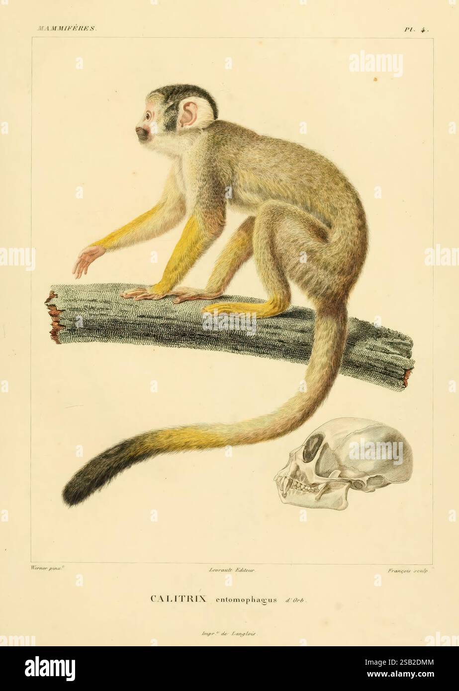 Voyage dans l'Amérique Méridionale, Paris, Pitois-Levrault, 1835-1847, Südamerika, Beschreibung und Reise, Eine detaillierte Darstellung einer Calitrix Entomophaga, allgemein bekannt als der gelbbrüstige Kapuzineraffe, auf einem strukturierten Baumstamm. Das Tier wird mit bemerkenswerten Merkmalen dargestellt, darunter sein leuchtender gelber Unterbauch, sein langer Schwanz mit dunklen Streifen und sein ausdrucksstarkes Gesicht, das sein kurioses Verhalten unterstreicht. Begleitet wird der Affe durch eine in der Nähe angeordnete Schädeldarstellung, die als wissenschaftliche Referenz für den Vergleich dient. Die Kombination dieser Elemente betont sowohl das Anato als auch das Anato Stockfoto