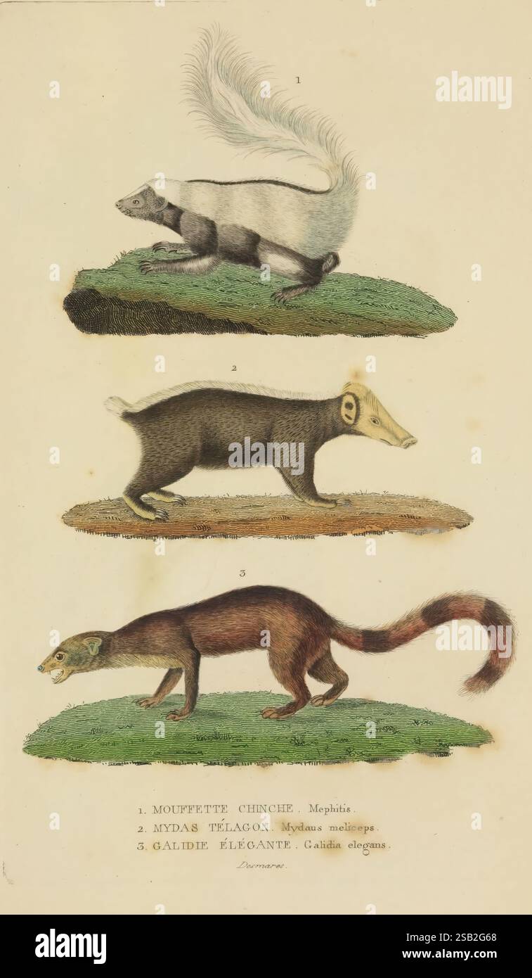 Dictionnaire, Classique, des, Sciences, Naturwissenschaften, Naturwissenschaften, Brüssel, Meline, Dosen, et, CE, 1853, Natur, Geschichte, Wörterbücher, diese Illustration zeigt drei verschiedene kleine Säugetiere, die jeweils im Profil auf einer grasbewachsenen Oberfläche dargestellt sind und ihre einzigartigen Eigenschaften zeigen. (1) das erste Tier oben auf der Seite ist mit einem überwiegend weißen Pelzmantel dargestellt, der wahrscheinlich eine Art von Mungos oder verwandten Arten darstellt. Der gestreckte Körper und der buschige Schwanz tragen zu seinem agilen Aussehen bei. 2. Die mittlere Kreatur zeigt eine größere Ähnlichkeit mit einem Wiesel oder Frettchen, gekennzeichnet durch einen schlanken Körper Stockfoto