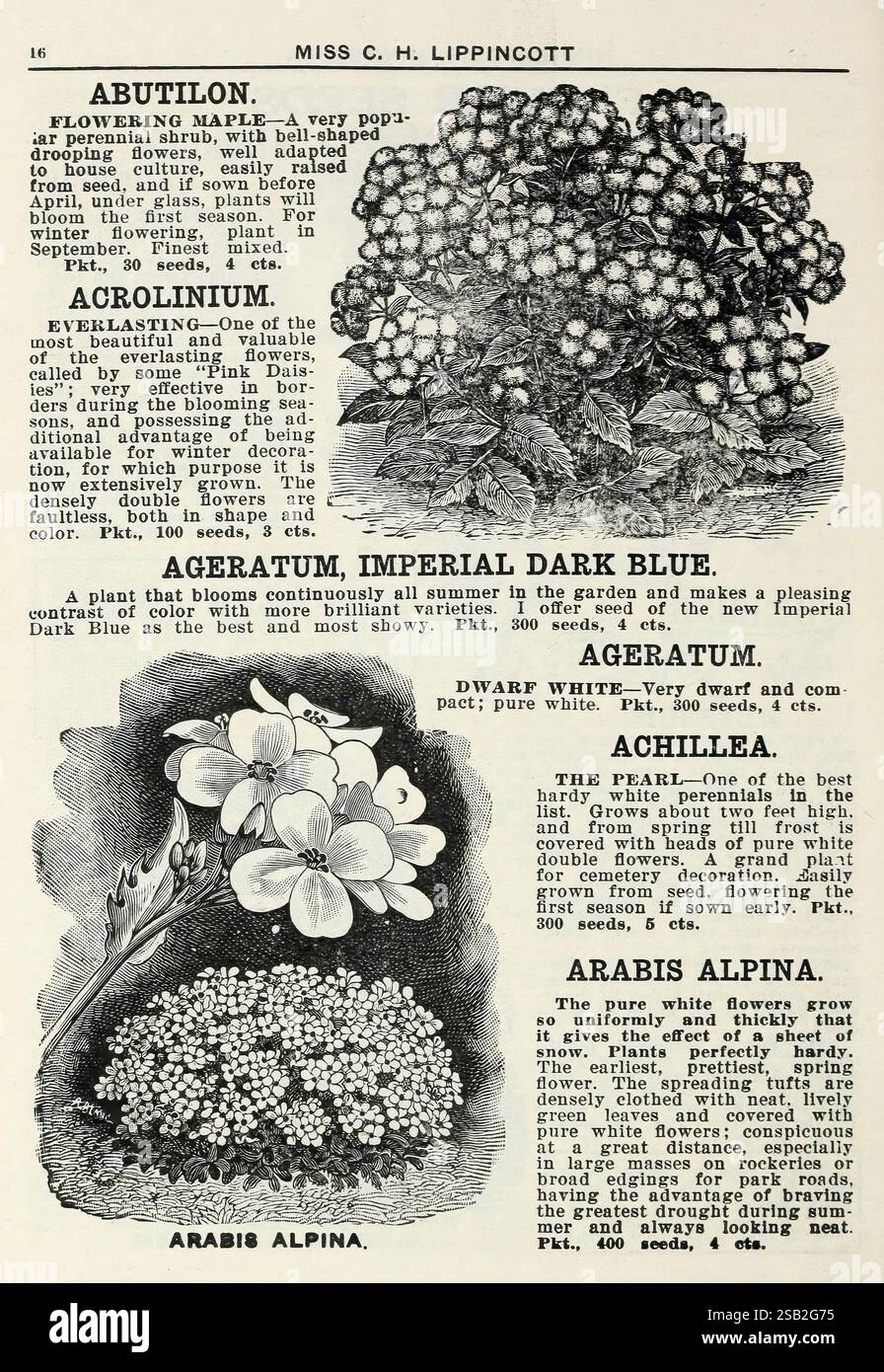 Lippincott Seeds, Minneapolis, Minn, Miss C.H. Lippincott, 1915, Blumen, Gemüse, Obst, Samen, Kataloge, Baumschulen, Gartenbau, Gartengeschichten, in Blüte, Eine wunderschön detaillierte botanische Illustration, die verschiedene Pflanzenarten zeigt. Der erste Abschnitt zeigt den Abutilon, bekannt für seine bezaubernden, glockenförmigen Blüten, die in lebhaften Tönen blühen. Als Nächstes wird das Ageratum, insbesondere die Imperial Dark Blue-Sorte, dargestellt; diese Pflanze wird für ihre Fähigkeit gefeiert, den ganzen Sommer über zu blühen und eine beeindruckende visuelle Wirkung in den Gärten zu erzeugen. Die Abbildung zeigt auch die Achillea, c Stockfoto