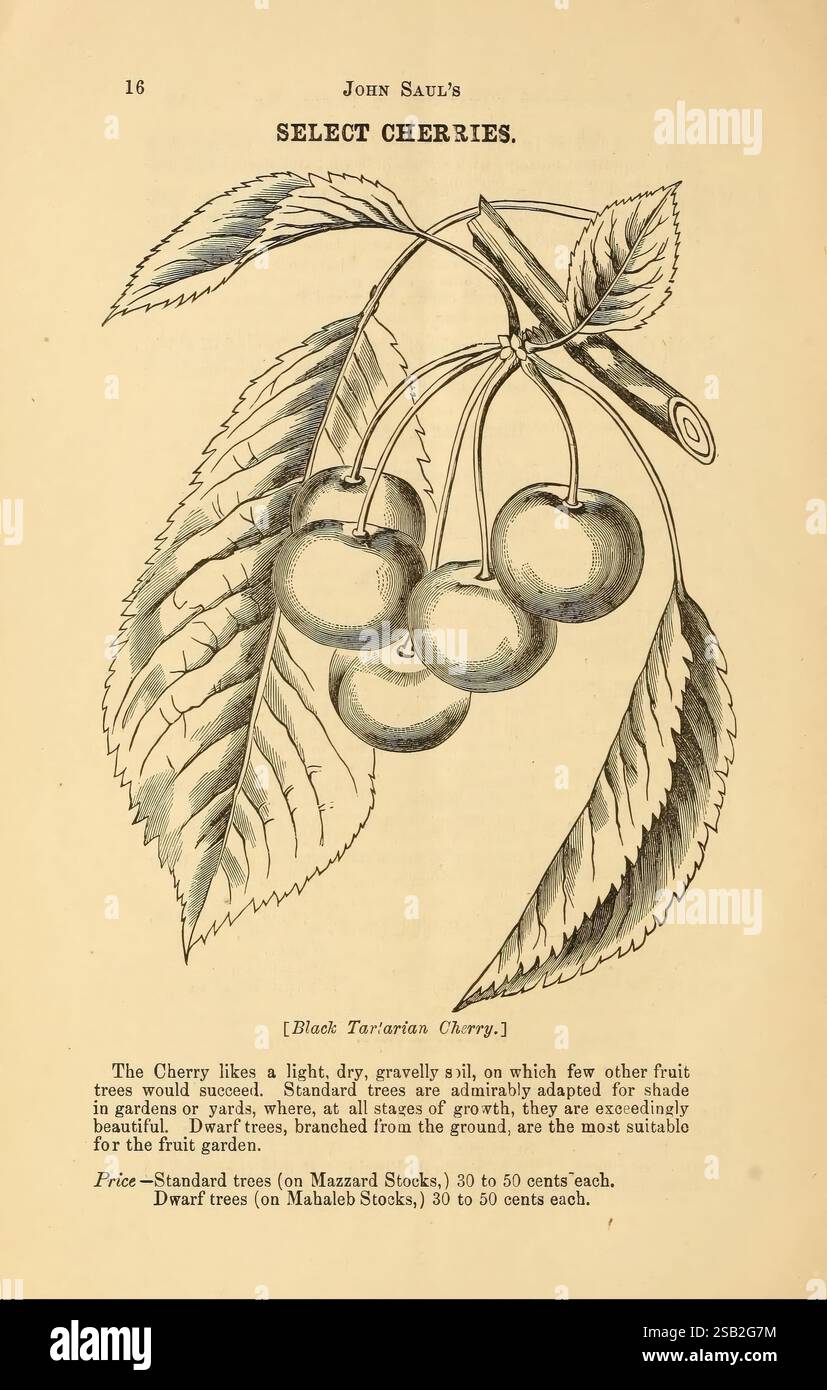 John Sauls beschreibender Obstkatalog. Washington, D. C, John Saul, [1870]. Pflanzen, Früchte, Samen, Kataloge, Baumschulen, Gartenbau, schwarze Weinkirsche, Gartengeschichten, in Blüte, Farbsammlungen, die Abbildung zeigt eine Reihe von Kirschen, die an einem Stiel hängen und ihre abgerundete Form und glänzende Oberfläche zeigen. Begleitet wird das Kunstwerk von einer Beschreibung, die die Eigenschaften der Schwarzen Tartarischen Kirsche hervorhebt, bekannt für ihre Eignung in Gärten und als eine schöne Ergänzung zu Obstbäumen. Der Text enthält auch praktische Informationen zum Kauf von Standardbäumen und Zwergen Stockfoto