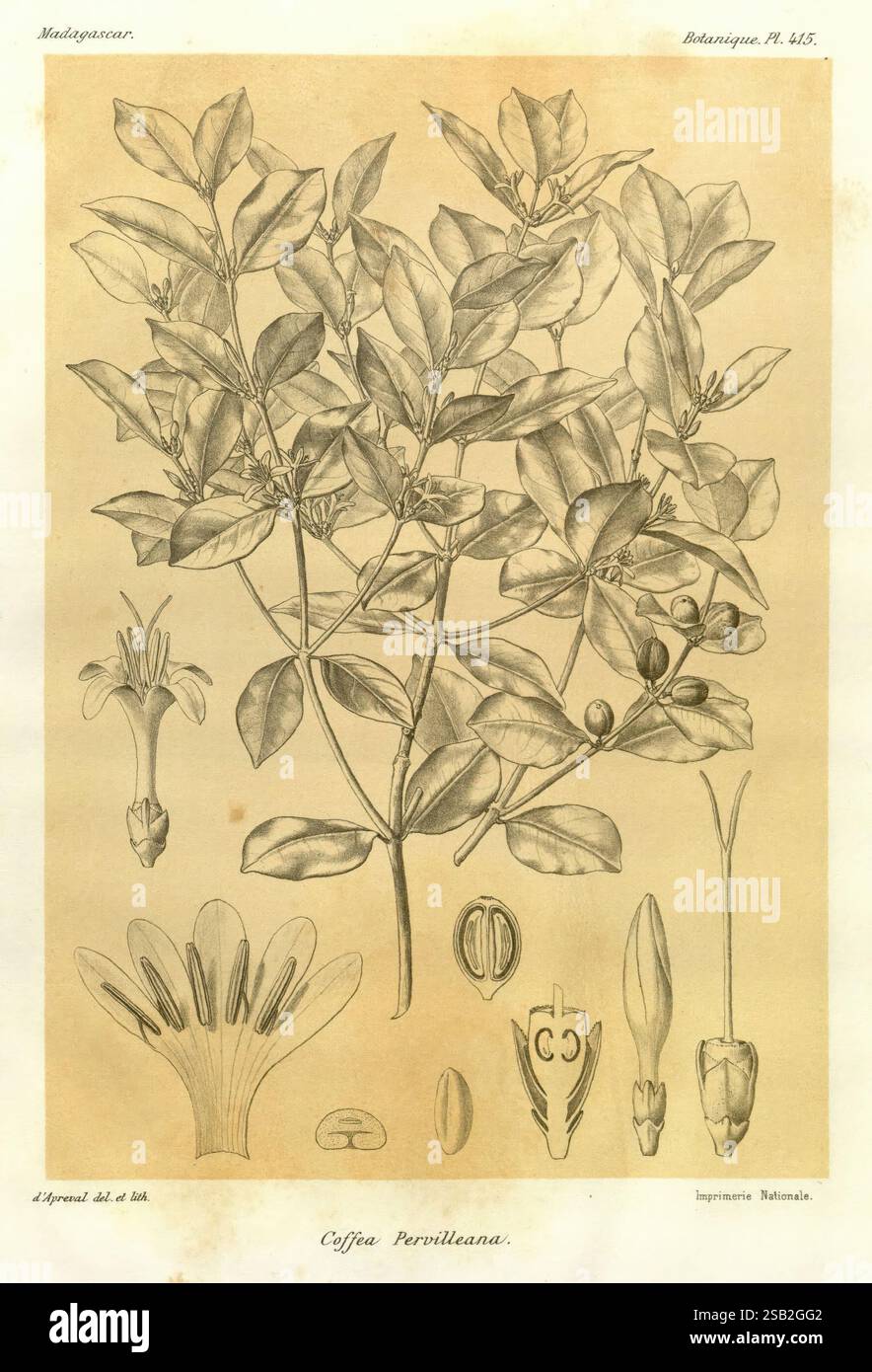 Histoire physique, naturelle, et politique de Madagascar Paris, impr. nationale, 1885-, Beschreibung und Reise, Schmetterlinge, Madagaskar, Karten, Naturgeschichte, diese Illustration zeigt die Kaffeepflanze, insbesondere Coffea Peruviana, die ihre komplexen botanischen Details zeigt. Der mittlere Teil hebt das Laub hervor, mit langen Blättern, die eine reichhaltige Textur aufweisen. Um diese herum befinden sich verschiedene Bestandteile der Pflanze: Eine detaillierte Darstellung der Blüte an der Spitze, die durch ihre zarten Blütenblätter gekennzeichnet ist; die unreifen und Reifen Kaffeekirschen, die die Transformation während der Reifung veranschaulichen; und se Stockfoto