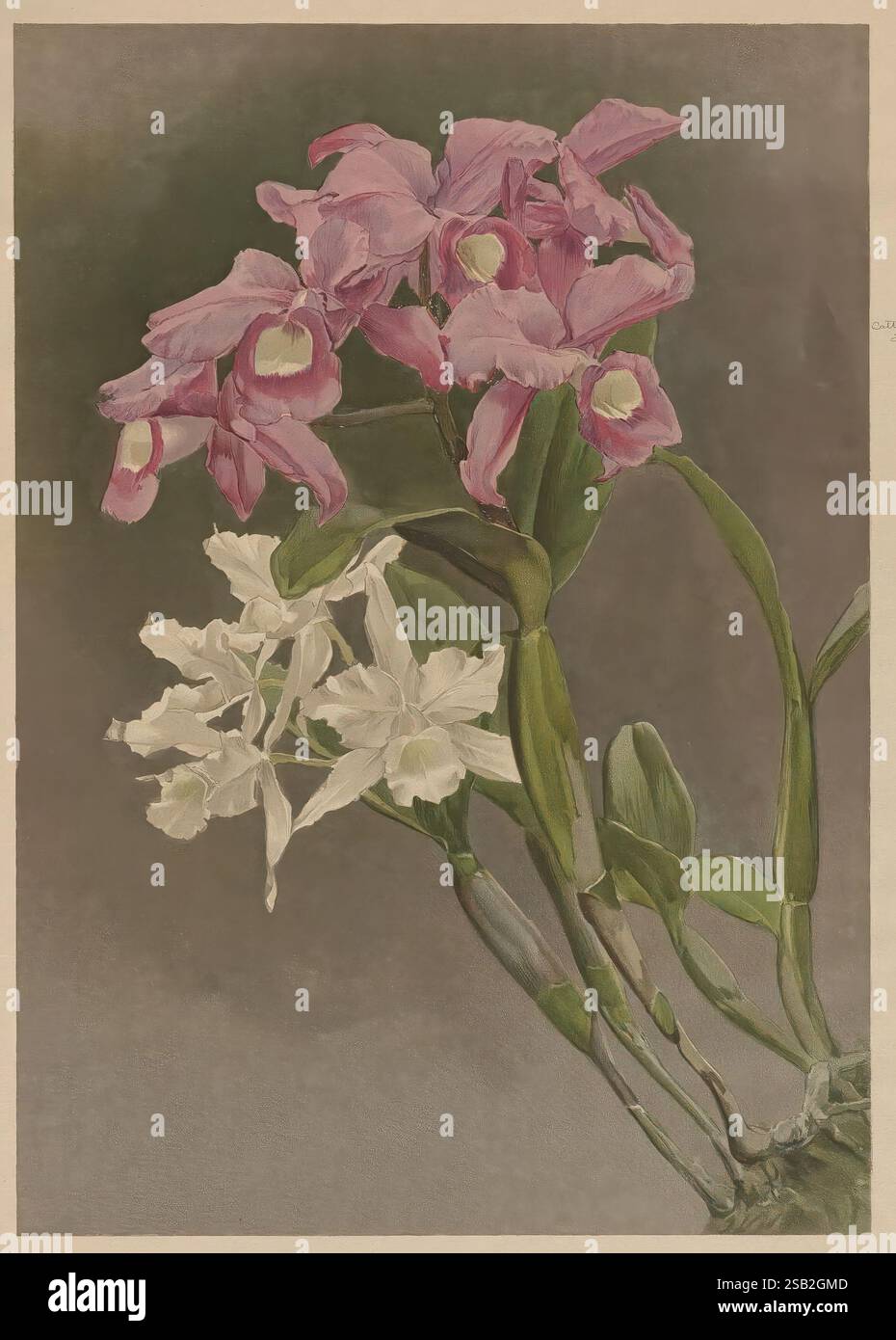 [Reichenbachia], St. Albans, England, s.n, 1895, Chromolithographien, Lithographien, Orchideen, Bildwerke, Eine wunderschön gerenderte Illustration blühender Orchideen mit einer eindrucksvollen Kombination aus rosa und weißen Blüten. Die rosafarbenen Orchideen zeigen zarte Blütenblätter mit komplizierten Schattierungen, die ihre Textur und natürliche Schönheit hervorheben. Jede Blüte wird durch leuchtende gelbe Markierungen in der Mitte ergänzt, die einen Hauch von Helligkeit verleihen. Die weißen Orchideen hingegen strahlen Einfachheit und Eleganz aus, wobei ihre glatten Blüten eine harmonische Balance mit den leuchtenden Rosa schaffen. Die üppig grünen Stiele Stockfoto
