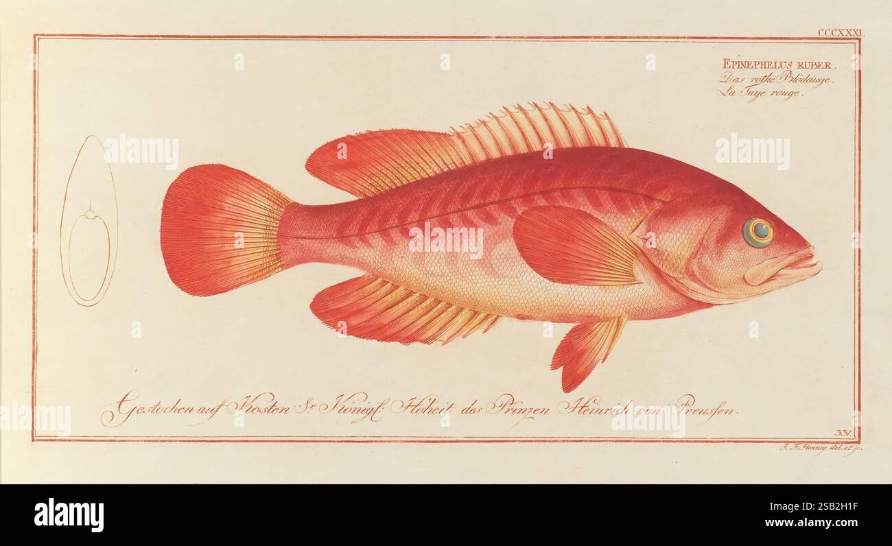 D. Marcus Elieser Bloch's ausübenden Arztes zu Berlin Oeconomische Naturgeschichte der Fische Deutschlands Berlin auf Kosten des Verfassers und in Commission bei dem Buchhändler HR. Hesse 1782-1795 FISH berlin deutschland Ichthyologie Fische Grupper Zoologie Gravuren handkolorierte Ohrarbeiten akkordieren actinopterygii serranidae perciformes mycteroperca Bildwerke, Eine wunderschön illustrierte Darstellung eines Fisches in lebendigen Farben, die seine komplizierten Details zeigt. Der Fisch, der sich durch seinen langgestreckten Körper und die markanten Flossen auszeichnet, wird in einer Seitenansicht dargestellt, die seine Skalen und anatomischen Merkmale hervorhebt Stockfoto