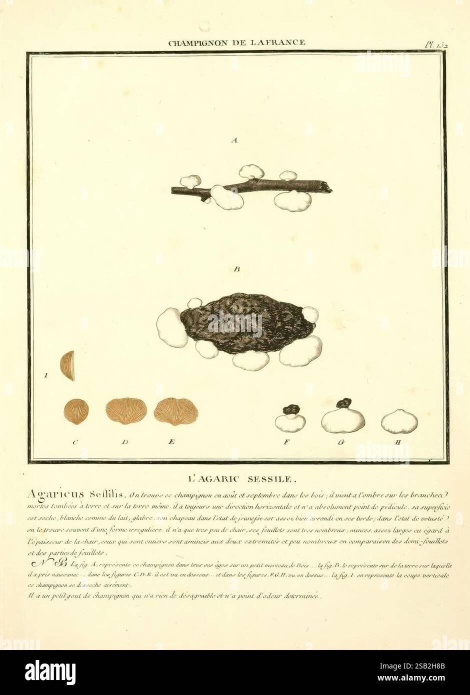 Herbier de la France, Paris, Chez l'auteur, Didot, Debure, Belin, 1780-93, Frankreich, Pilze, Heilpflanzen, Bildwerke, Pflanzen, giftige Pflanzen, die Illustration zeigt eine detaillierte Untersuchung einer Pilzart namens „Agaricus sessilis“, auch als sessile Agare bezeichnet. Er weist eine Reihe von verschiedenen Formen und Stadien des Pilzes auf, einschließlich seiner charakteristischen Kappen und Stiele. Das Bild ist mit beschrifteten Abschnitten (A, B, C, D usw.) organisiert, um unterschiedliche Formen und Wachstumsmuster des Pilzes zu markieren. Die Visualisierungen werden durch eine botanische Beschreibung ergänzt, die Einblicke in den bietet Stockfoto