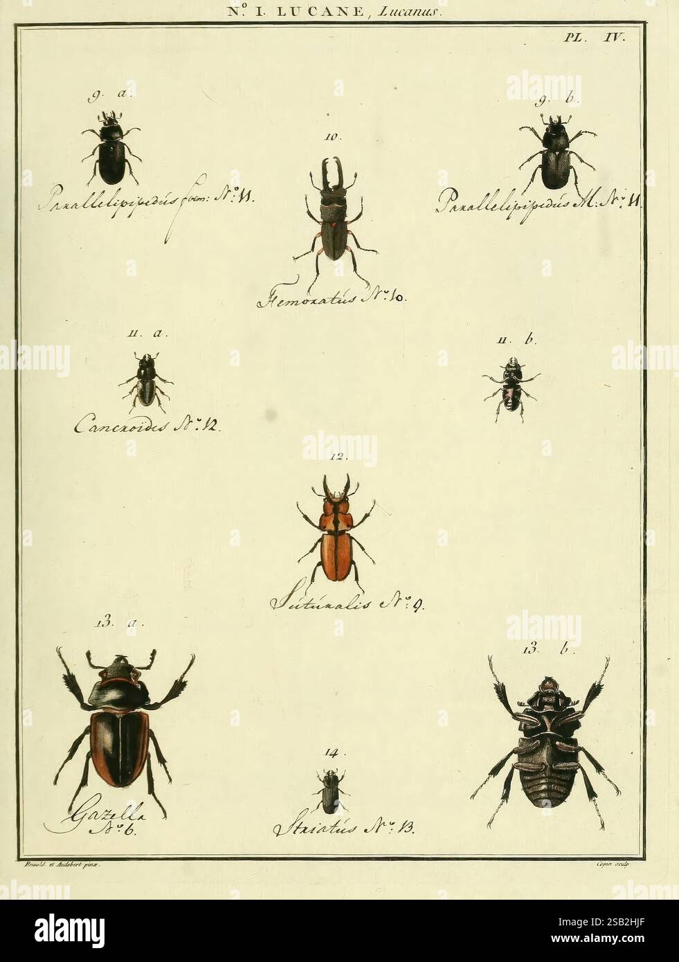 Entomologie, ou, Histoire naturelle des Insektes, A Paris, de l'Imprimerie de Baudoin, 1789-1808, Käfer, Bildwerke, blendende Vielfalt, eine detaillierte Abbildung mit verschiedenen Käferarten, die in einem strukturierten Layout angeordnet sind. Jeder Käfer ist mit einer bestimmten Nummer und einem wissenschaftlichen Namen gekennzeichnet, der seine Einstufung angibt. Die dargestellten Arten umfassen eine Vielzahl von Formen, Größen und Farben, die unterschiedliche Merkmale wie Markierungen und Körperstruktur aufweisen. Die Abbildung zeigt die Vielfalt innerhalb der Käferfamilie und verbessert so das Verständnis der Entomologica Stockfoto