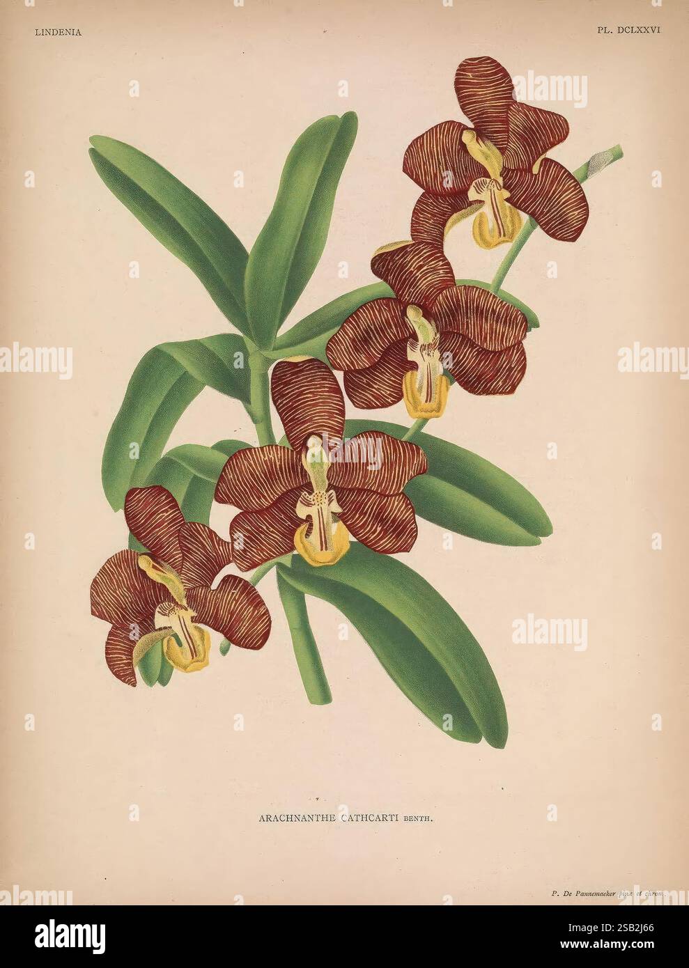 Lindenia Gand [Belgien] Impr. F. Meyer-van Loo 1885-1906 Klassifizierung Reiseführer Identifikation Nomenklatur populäre Nomenklatur Orchidaceae Orchideen Bildwerke Terminologie Blumen Stiele Blätter, Eine lebendige botanische Illustration, die eine Gruppe von Arachneantha Caticart Orchideen zeigt. Die Blüten zeichnen sich durch ihre komplizierten Muster und satten Brauntöne aus, die inmitten üppig grüner Blätter blühen. Jede Orchidee verfügt über einzigartige Markierungen und eine zarte Struktur, die die Schönheit dieser Art unterstreicht. Die Anordnung der Blüten betont Eleganz und natürliche Symmetrie und schafft einen Streik Stockfoto
