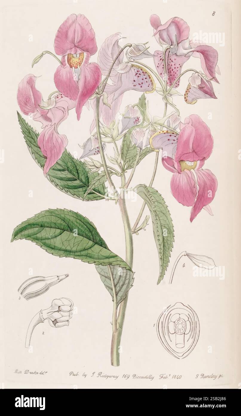 Edwards's, Botanical, Register, London, James, Ridgway, 1829-1847, 1829, 19. Jahrhundert, Botanik, Kupfer, Gravur, England, Grafik, Medien, Großbritannien, Hand, farbig, Ikonen, Zeitschriften, Bilder, Werke, Pflanzen, Einführung, Pflanzen, Zierpflanzen, Sarah, Ann, Drake, Frauen, in der Wissenschaft, Eine wunderschön illustrierte botanische Studie einer blühenden Pflanze, die ein Arrangement von zarten Blüten in Rosa- und Lavendeltönen zeigt, hervorgehoben mit komplizierten Mustern. Die Komposition enthält detaillierte Darstellungen verschiedener Stadien der Anatomie der Blüte, einschließlich der Fortpflanzungsstrukturen. Üppige g Stockfoto