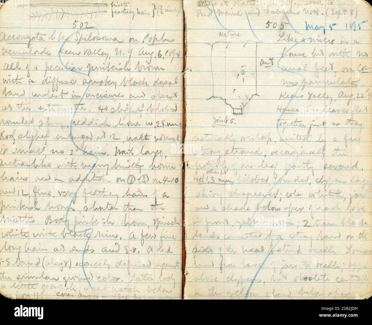 H. G. Dyar Blue Book 492510 1894-1902 New York United States Maine Sketches Entomology Field Notes Kee ne Valley Dixfield Archives Webb Pond Dig into Dyar, die Seiten zeigen handschriftliche Notizen in einem kursiven Skript mit einer Mischung aus persönlichen Reflexionen und Beobachtungen. Der Inhalt umfasst Daten, die möglicherweise Ereignisse oder Gedanken aus wichtigen Momenten im Leben des Schriftstellers dokumentieren. Auf der linken Seite wird die „Begleitung der Javelinas“ erwähnt, die sich auf einen Ort oder ein Erlebnis mit Wildtieren beziehen. Es gibt auch Anmerkungen zu geographischen Merkmalen oder Karten, die auf Entdeckungen hinweisen Stockfoto