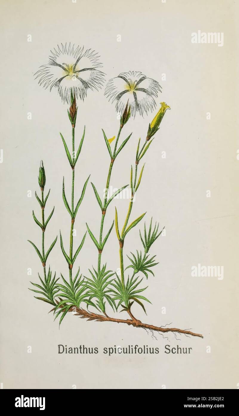 Contributiuni la Flora Judetului Neamtu, București, Speranta, 1908, Pflanzen, Rumänien, Botanik, Dianthus spiculifolius, diese Illustration zeigt den Dianthus spiculifolius Schur, der seine zarten, gefiederten Blüten zeigt, die an der Spitze der schlanken grünen Stiele hervorblühen. Die Pflanze zeigt eine Kombination aus leuchtend grünem Laub mit langen, schmalen Blättern, die sich bis zu einem Punkt verjüngen. Die Blüten, die sich durch ihre gesäumten Blütenblätter auszeichnen, weisen eine leichte, luftige Qualität auf, was das elegante Erscheinungsbild des Exemplars insgesamt unterstreicht. Unterhalb der Oberfläche zeigt eine detaillierte Darstellung des Wurzelsystems den Hinweis auf das Stockfoto