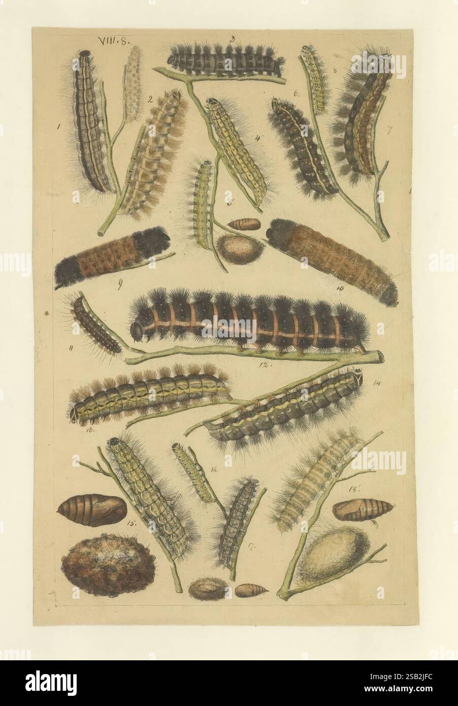 Lepidoptera, Manuskript, zwischen 1873 und 1883?, Lepidoptera, Lebenszyklen, Manuskripte, Bildwerke, Insekten, Schmetterlinge, Eine detaillierte Illustration, die eine Vielzahl von Raupen zeigt und ihre verschiedenen Formen und Muster hervorhebt. Das Bild zeigt zahlreiche Exemplare, die sich in Farbe, Textur und Größe unterscheiden und methodisch auf der Seite angeordnet sind. Neben den Raupen sind mehrere natürliche Elemente wie Blätter und Schoten dargestellt, die den Kontext ihres Lebensraums bilden. Jede raupe ist nummeriert, was eine mögliche Klassifizierung oder Studie angibt, die die Bedeutung dieser Organismen unterstreicht i Stockfoto