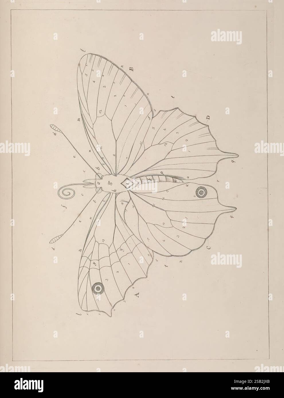 The Aurelian, London, Henry G. Bohn, 1840, Großbritannien, lepidoptera, Eine technische Illustration, die die Anatomie eines Schmetterlings darstellt, sorgfältig mit Buchstaben und Zahlen beschriftet, um verschiedene Teile seiner Struktur anzuzeigen. Der Schmetterling zeigt symmetrische Flügel mit unterschiedlichen Mustern, einschließlich kreisförmiger Markierungen. Ein zentraler Körper ist sichtbar und mit Details zur Segmentierung und Flügelvenen hervorgehoben. Die Illustration dient als Studienleitfaden, wahrscheinlich zu Bildungszwecken, und betont das komplizierte Design und die biologischen Merkmale des Schmetterlings. Stockfoto