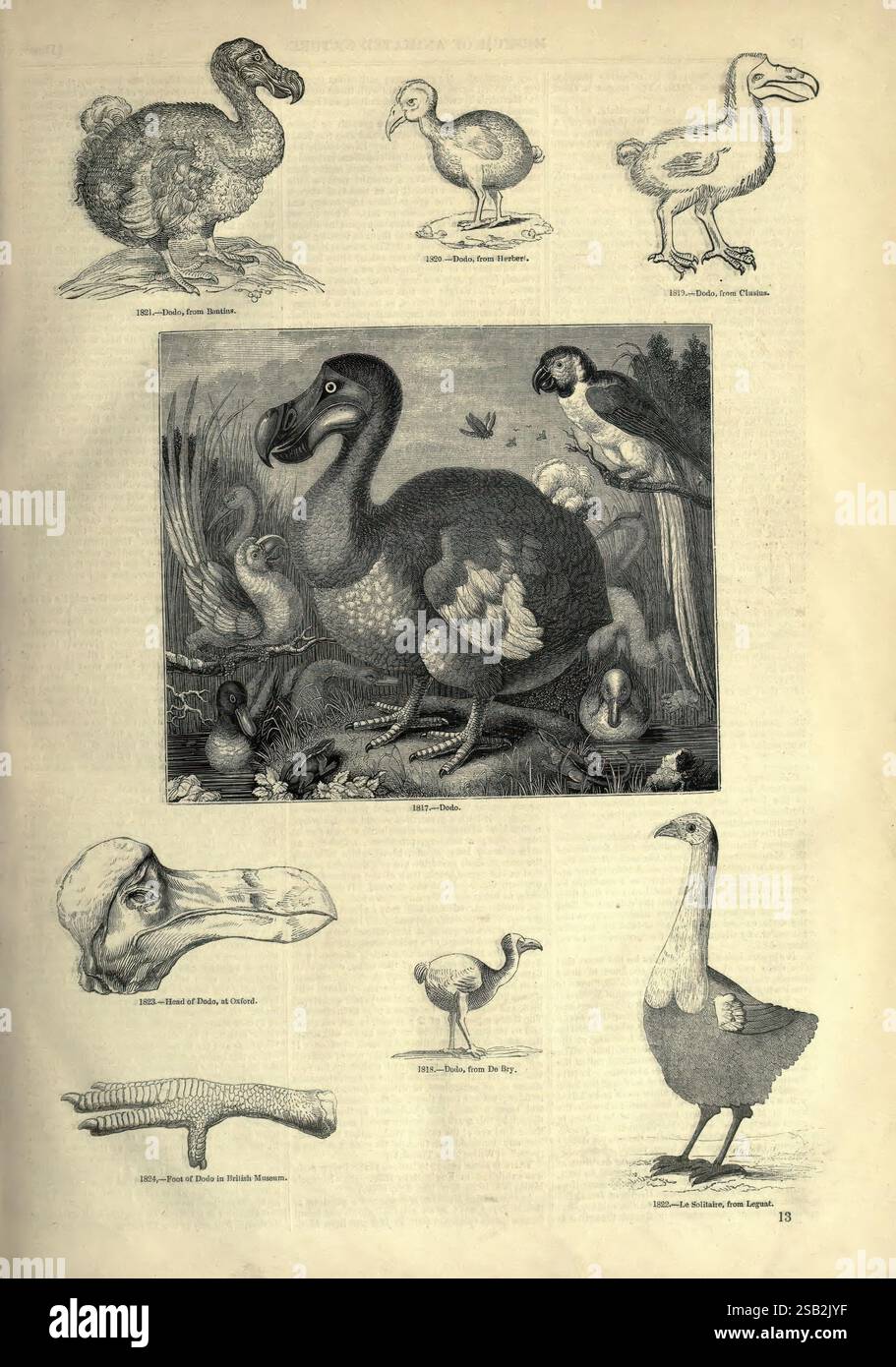 Das, bildliche, Museum, von, animiert, Nature, London, C. Cox, 1844, Pictorial, Werke, Zoologie, Paläoart, Dodo, ausgestorben, Bird, Eine Sammlung von Illustrationen, die verschiedene ausgestorbene und zeitgenössische Vogelarten zeigen. Die zentrale Figur ist der Dodo, der in einer lebhaften Pose dargestellt wird und von Abbildungen mehrerer anderer Vögel umgeben ist, darunter der große Auk und ein prähistorischer Vogel. Darüber hinaus bieten detaillierte Darstellungen von Vogelanhängungen wie Schnabel und Fuß einen Einblick in ihre einzigartigen anatomischen Merkmale. Das Arrangement spiegelt eine Mischung aus wissenschaftlicher Neugier und künstlerischer Darstellung wider, Highl Stockfoto