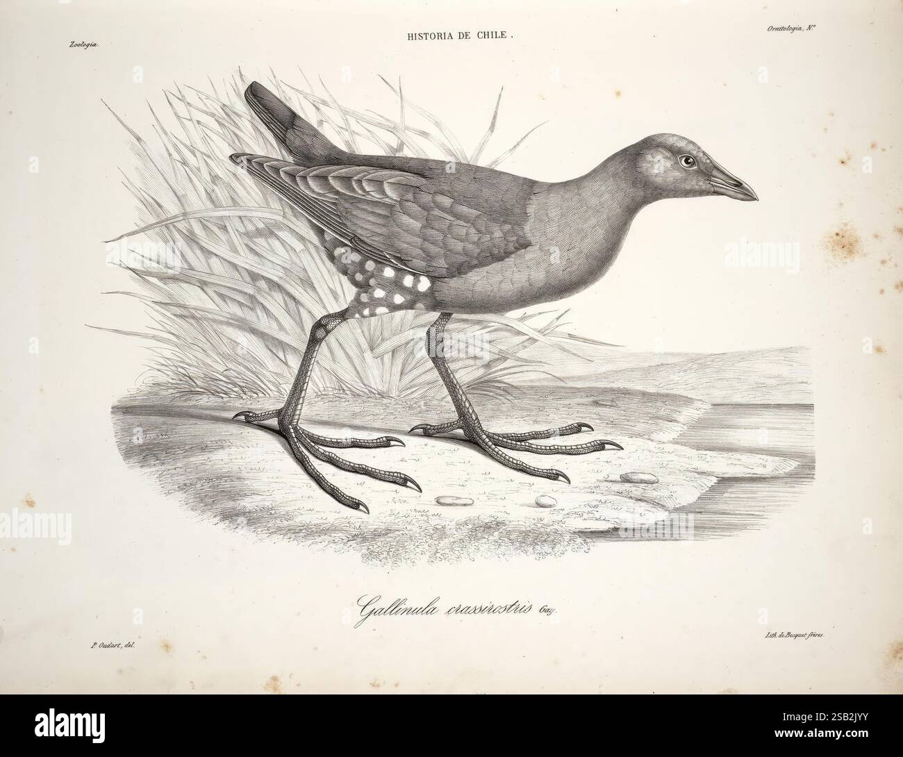 Historia, Fisica, y, Politica, DE, Chile, segun, documentos, adquiridos, en, esta, republica, durante, Doce, Anos, de, residencia, en, ella, y, publicada, bajo, los, auspicios, del, supremo, gobierno, Paris, Chile, en, el, Museo, DE, Historia, Natural, de, Santiago, EN, casa, del, Autor 1844-71, Chile, Pflanzen, Geschichte, Naturgeschichte, Landwirtschaft, Zoologie, Quellen, Politik und Regierung., eine kunstvoll illustrierte Darstellung eines Vogels aus der Gattung Gallinula, bekannt für seine Besonderheiten. Diese Spezies zeigt einen schlanken Körper, hervorstehende lange Beine mit gewebten Füßen, A Stockfoto