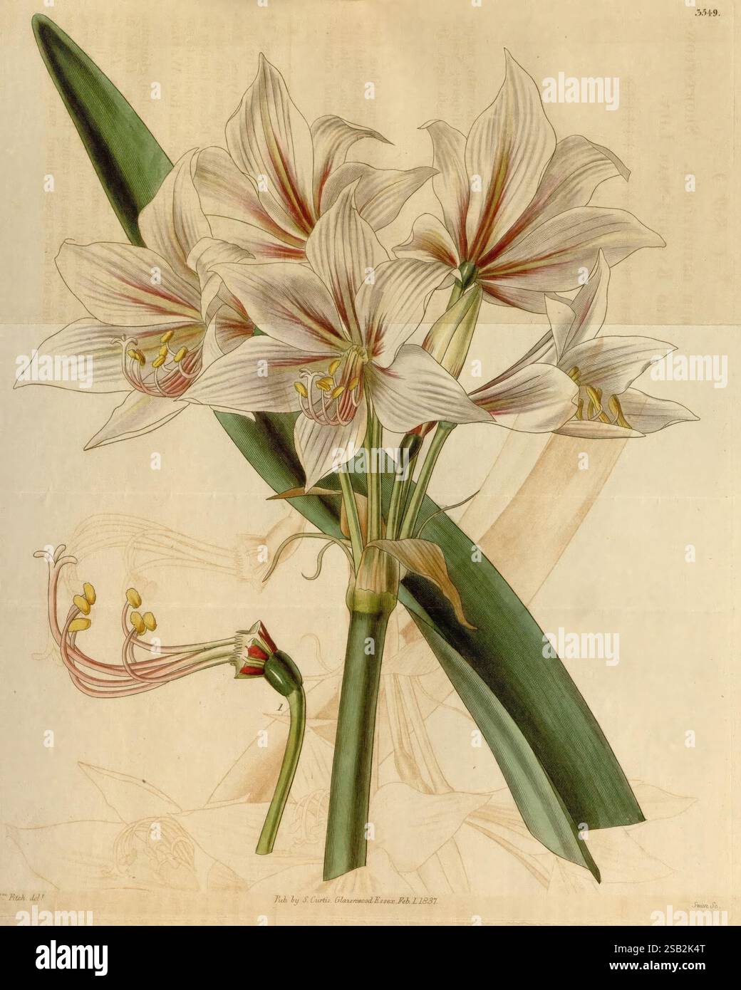 Curtis's Botanical Magazine London New York etc Botanische Illustration Botanik Zeitschriften Pictorial Works Plants Ornamental Curtis, Eine wunderschön detaillierte Illustration mit einem Arrangement aus eleganten weißen Lilien mit zarten Streifen, die ihre komplizierten Blütenblätter und gelben Staubblätter zeigen. Die Blüten werden durch üppig grüne Blätter ergänzt, die einen lebhaften Kontrast zur Zartheit der Blüten bilden. Im Hintergrund deuten schwache Umrisse auf zusätzliche florale Elemente hin, die die gesamte botanische Zusammensetzung verbessern. Die akribische Darstellung unterstreicht die natürliche Schönheit und Komplexität Stockfoto