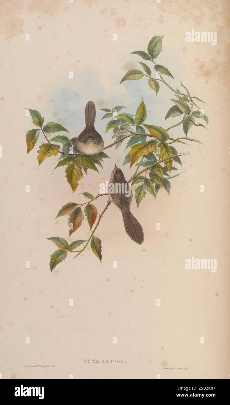 Birds, of, Asia, by, John, Gould, London, gedruckt von Taylor and Francis, Pub, by, the, Autor 1850-1883, Asien, Vögel, Bilder, Werke, die Szene zeigt zwei Vögel, die anmutig auf einem Zweig mit leuchtend grünen und gelben Blättern thronen. Die Vögel mit ihrem ausgeprägten Gefieder zeigen eine subtile Eleganz, während sie sich mit ihrer Umgebung beschäftigen. Sanfte Farbtöne im Hintergrund schaffen eine ruhige Atmosphäre, die die Aufmerksamkeit auf die komplizierten Details des Laubs und die zarten Haltungen der Vögel lenkt. Unter dem Kunstwerk steht die Inschrift „Sitta Lepida“ für eine der abgebildeten Vogelarten, wobei i hervorgehoben wird Stockfoto