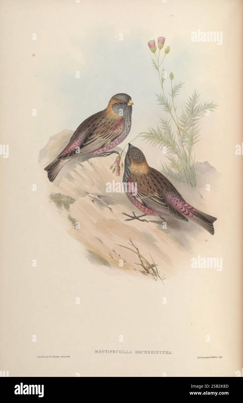 Birds of Asia, von John Gould, Pub. Vom Verfasser 1850-1883. Asia, Birds, Pictorial Works, zwei Vögel, identifiziert als Montifringilla nivalis, sind auf einer felsigen Oberfläche dargestellt. Ihr Gefieder zeigt dezente Brauntöne und rosafarbene Anklänge, während ihre markanten blau-grauen Köpfe im Kontrast zu ihren Körpern stehen. In der Nähe gibt eine zarte blühende Pflanze einen Hauch von Grün und unterstreicht die natürliche Umgebung. Die Gesamtkomposition fängt die Eleganz und Schönheit dieser Vögel in ihrem Lebensraum ein und zeigt ihre einzigartigen Eigenschaften und die Sanftheit der umgebenden Flora. Stockfoto