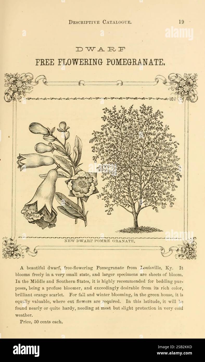 Beschreibender Katalog neuer seltener und schöner Pflanzen Dahlien Chrysantheme Geranien fuchsias Nelken Verbenas Phloxe &c.. Für das Frühjahr 1873 angebaut und zum Verkauf von John Saul Gärtnerei Saatgutbauer und Importeur Washington D.C. John Saul 1873 Blumen Pflanzen Samen Kataloge Baumschulen Gartenbau Zwerg freiblütige Granatapfel Gartengeschichten in der Blüte zeigt diese Illustration den Zwergfrei blühenden Granatapfel und hebt seine zarte und komplizierte Blumenstruktur hervor. Der Text beschreibt die ansprechende kleine Größe und die lebendige Farbgebung und unterstreicht seine Eignung für Gartenbeete und b Stockfoto