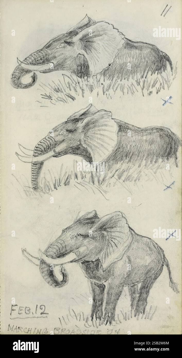 Abel Chapman's, Sudan, Skizzenbücher, Zwischen, 1913, und, 1919, zeigt die Abbildung eine Sequenz von drei detaillierten Skizzen von Elefanten. Jede Skizze zeigt verschiedene Posen und Perspektiven und hebt die majestätischen Merkmale dieser Tiere hervor. Die obere Skizze zeigt einen Elefanten mit ausgestellten Ohren, der seine Größe und Präsenz betont. Die mittlere Skizze erfasst das Seitenprofil, wobei der Schwerpunkt auf dem Stamm und den Stoßzähnen liegt und gleichzeitig die Textur der Haut sichtbar wird. Die untere Skizze zeigt eine Frontalansicht, die eine genaue Untersuchung der Gesichtsstruktur des Elefanten und der scharfen Augen ermöglicht. Unter dem Stockfoto