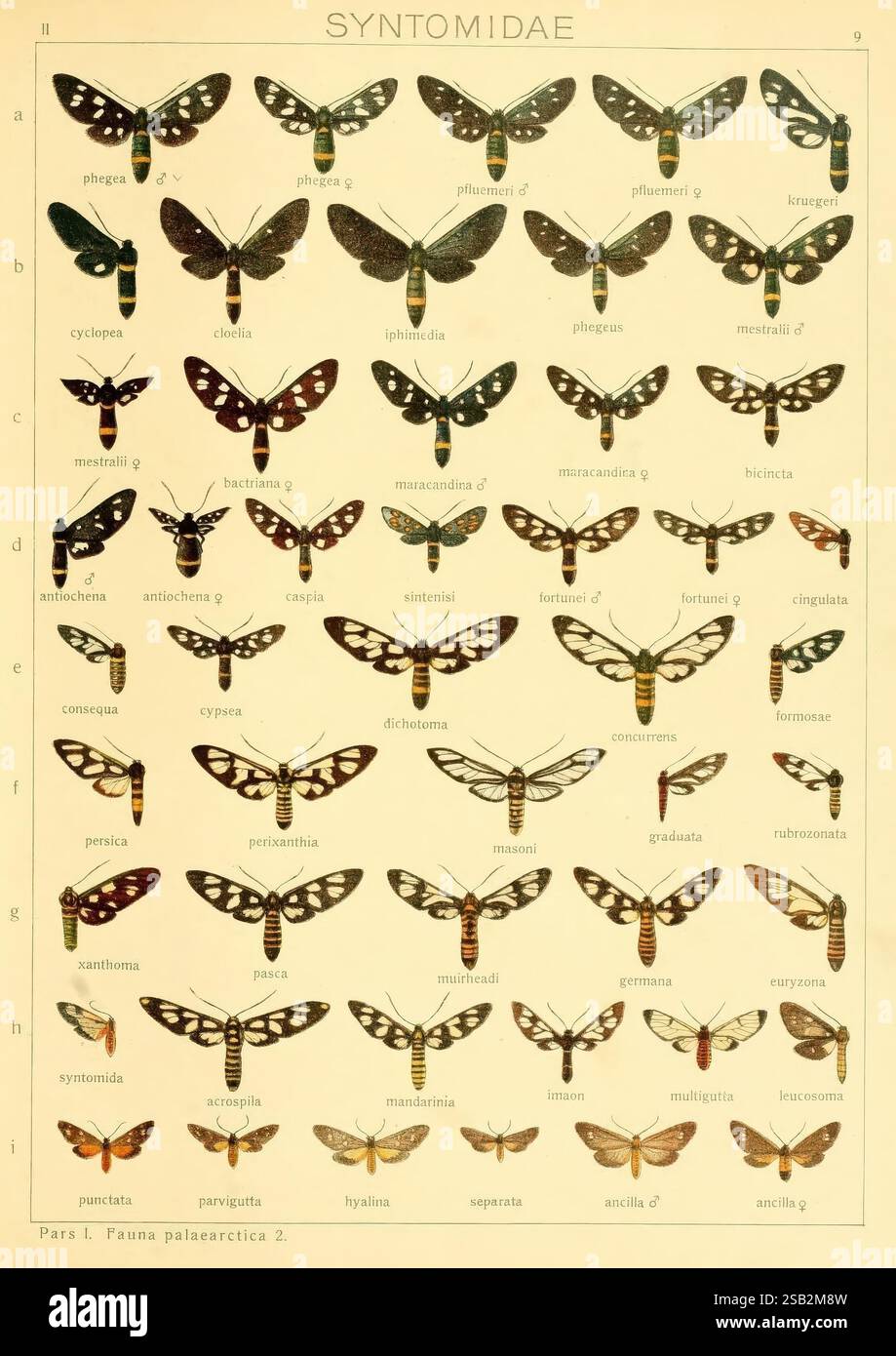 Die Gross-Schmetterlinge der Erde, Stuttgart, Alfred Kernen, 1909-, Schmetterlinge, lepidoptera, diese detaillierte Abbildung zeigt eine vielfältige Sammlung von Schmetterlingen aus der Familie Syntomidae, die in einem Gitterformat organisiert sind. Jeder Schmetterling ist akribisch dargestellt und zeigt seine einzigartigen Flügelmuster, Farben und morphologischen Merkmale. Die Abbildung zeigt verschiedene Arten, die durch bestimmte Namen identifiziert werden, und hebt deren charakteristische Merkmale und Attribute hervor. Die Anordnung ermöglicht einen klaren Vergleich der verschiedenen Arten, wobei die Artenvielfalt innerhalb dieser Gattung sowie die Artenvielfalt hervorgehoben wird Stockfoto
