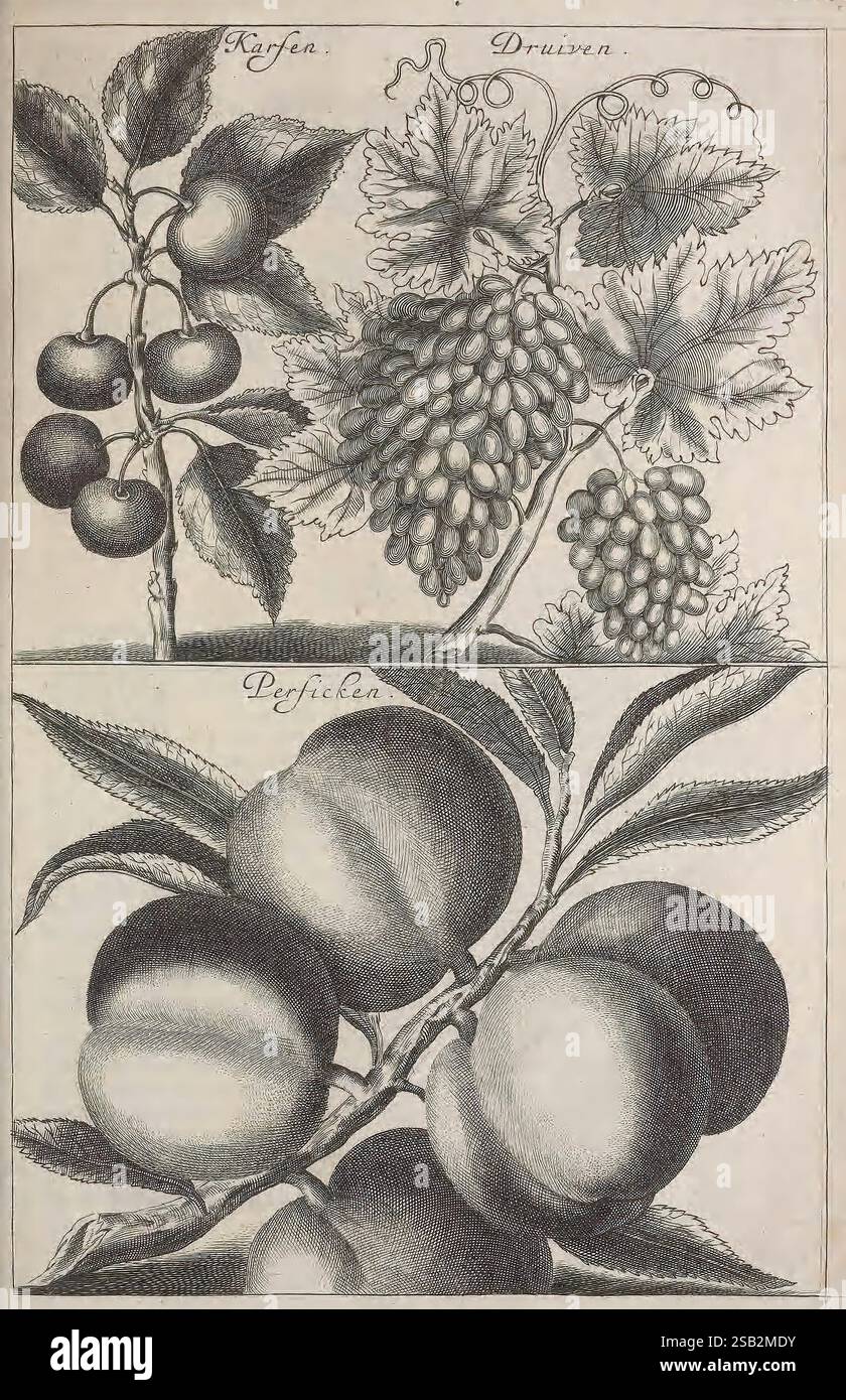 De Koninglycke Hofvenier Aanwyzende de Middelen OM Boomen, 't Amsterdam, von Marcus Doornick, 1676, Niederlande, Gartenbau, die Abbildung zeigt zwei unterschiedliche botanische Kompositionen. Im oberen Bereich sind eine Traubengruppe zusammen mit Weinblättern zu sehen, die das komplizierte Detail der Traubengruppen und ihr zartes Laub hervorheben. Der untere Teil zeigt eine Gruppe von Pfirsichen, die sich durch ihre abgerundete Form und glatte Haut auszeichnen, begleitet von den umliegenden Blättern, die dem natürlichen Arrangement einen Hauch von Realismus verleihen. Auf den Etiketten in deutscher Sprache sind die Namen der Früchte angegeben: 'Kersen' Stockfoto