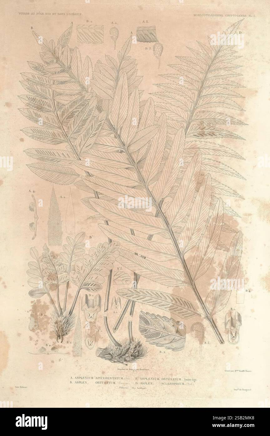 Botanique, Paris, Gide et Cie, 1845-1853, die Illustration zeigt eine detaillierte Darstellung eines Farns mit komplizierten Blattmustern und einer Vielzahl botanischer Elemente. Neben dem zentralen Farn befinden sich mehrere kleinere Skizzen, darunter verschiedene Pflanzenteile wie Fronden, Sporangien und Wurzelstrukturen. Das Layout stellt einen wissenschaftlichen Ansatz für das Verständnis dieser Spezies dar, mit Kennzeichnung zu Identifizierungszwecken. Die Gesamtkomposition betont die Komplexität und Eleganz der Anatomie des Farns und gibt Einblick in dessen Wachstum und Fortpflanzungseigenschaften. Stockfoto