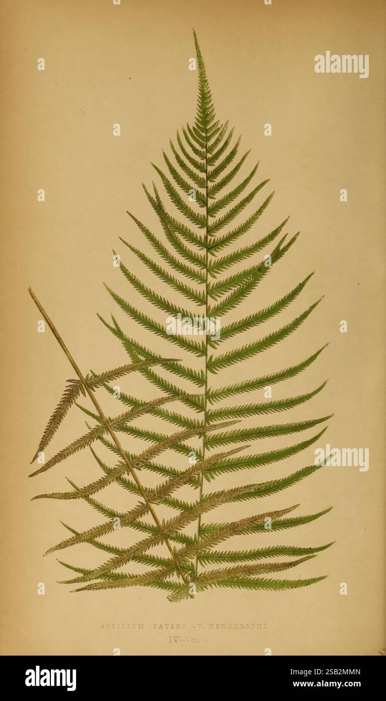 Farne, britisch, exotisch, 1856-60, Farne, ein ausgeglichenes Farnblatt mit komplizierten, fächerförmigen Fronten, die eine zarte Anordnung von Flugblättern zeigen. Das Blatt zeigt einen anmutigen Bogen, der die natürliche Symmetrie und Eleganz der Farnstruktur zeigt. Daneben ergänzt ein kleinerer, schlanker Frond den größeren, was auf die unterschiedlichen Formen innerhalb der Farnfamilie hindeutet und der Komposition Tiefe verleiht. Der Hintergrund zeigt einen gedämpften, neutralen Ton, der das leuchtende Grün des Laubs hervorhebt und die Aufmerksamkeit auf die detaillierten Adermuster und Texturen der Blätter lenkt. Stockfoto