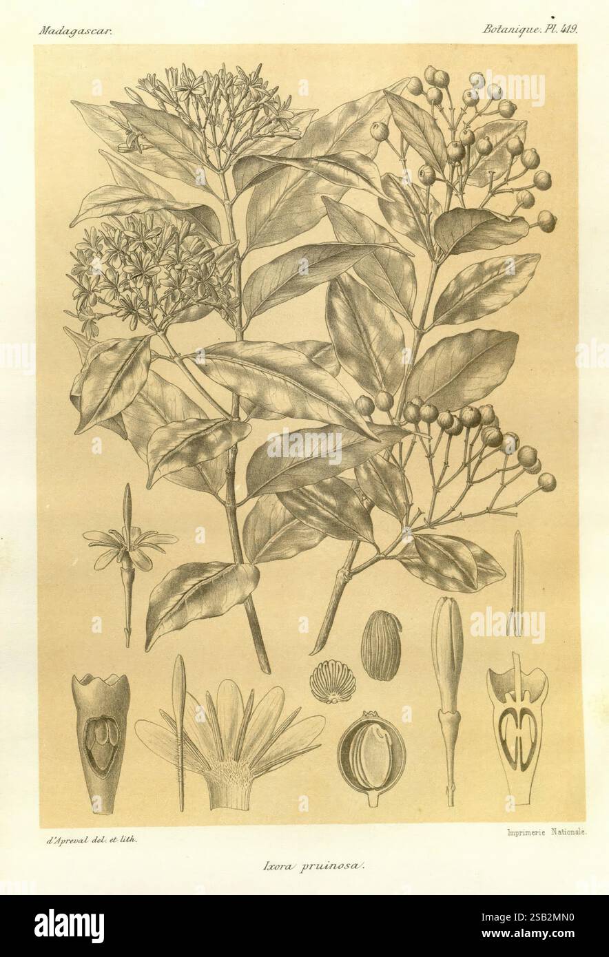 Histoire physique, naturelle, et politique de Madagascar Paris, impr. nationale, 1885-, Beschreibung und Reise, Schmetterlinge, Madagaskar, Karten, Naturgeschichte, die Illustration zeigt eine detaillierte botanische Darstellung der Pflanzenart Lorae pruinosae, die verschiedene Stufen und Teile der Pflanze zeigt. Hervorstechende Zweige mit kleinen Blumenhaufen sind ebenso dargestellt wie komplexe Darstellungen von Früchten, Samen und Blumenstrukturen. Jeder Abschnitt ist sorgfältig gekennzeichnet, was die Fortpflanzungsorgane der Pflanze und ihre allgemeine Morphologie hervorhebt. Die Komposition betont sowohl t Stockfoto